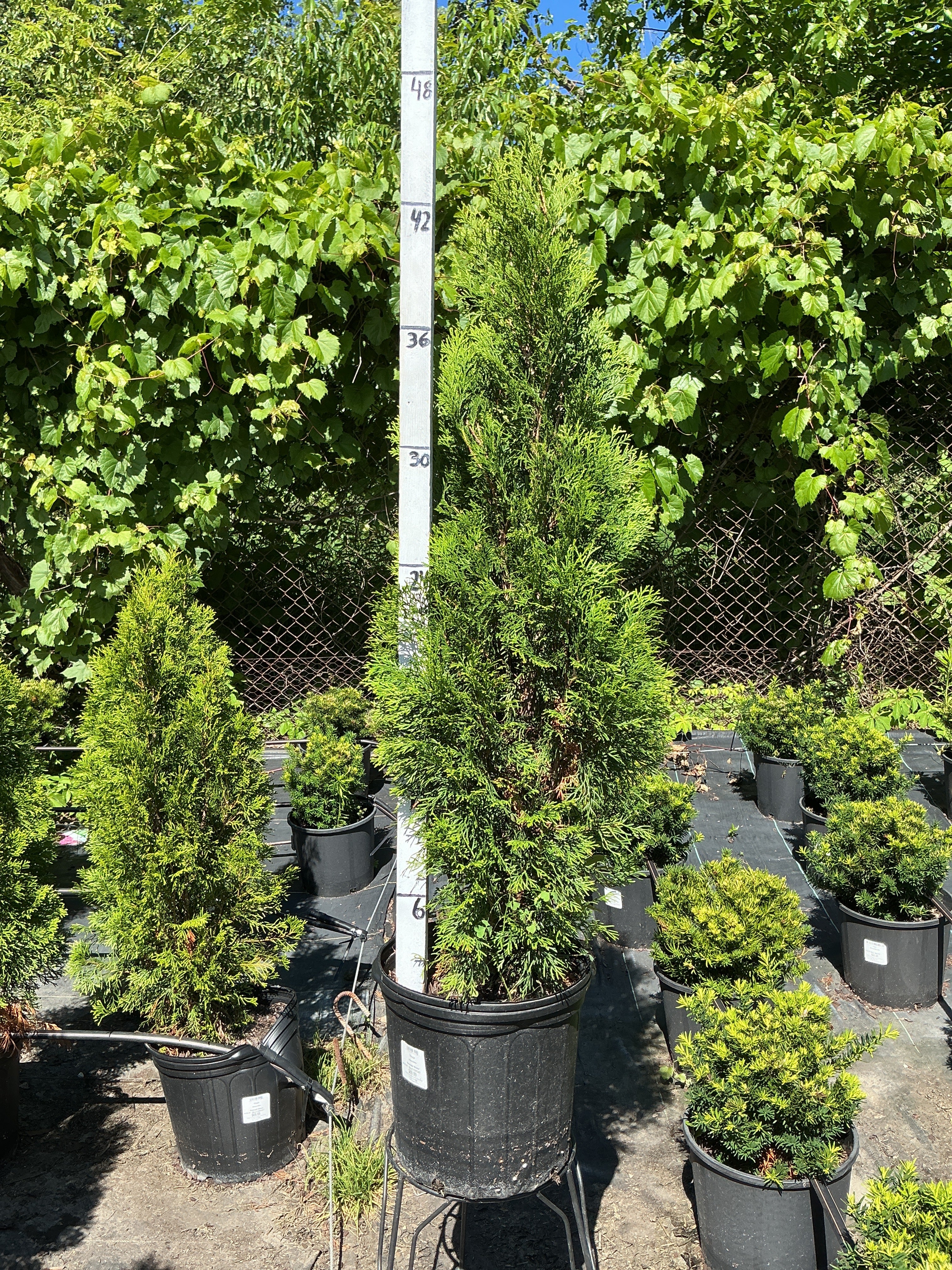 Thuja Emerald Green