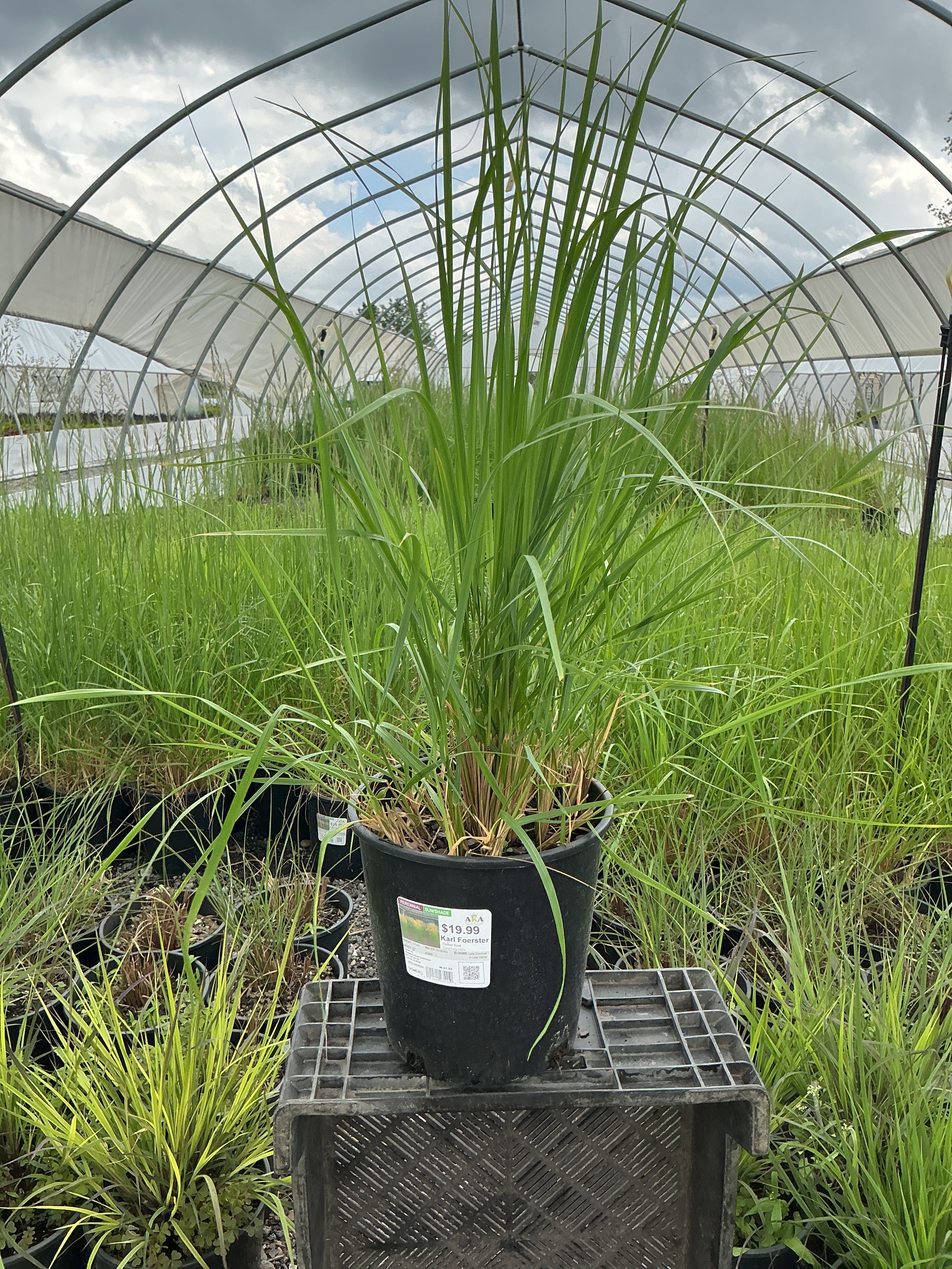 Calamagrostis Feather Reed Karl Foerster