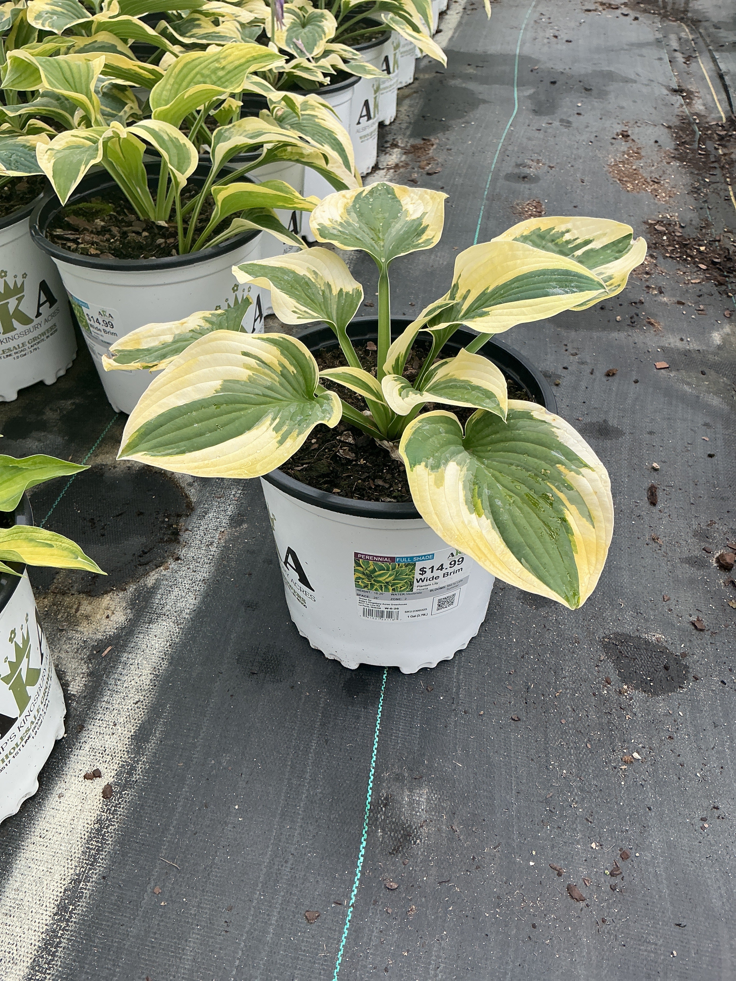 Hosta Plantain Lily Wide Brim