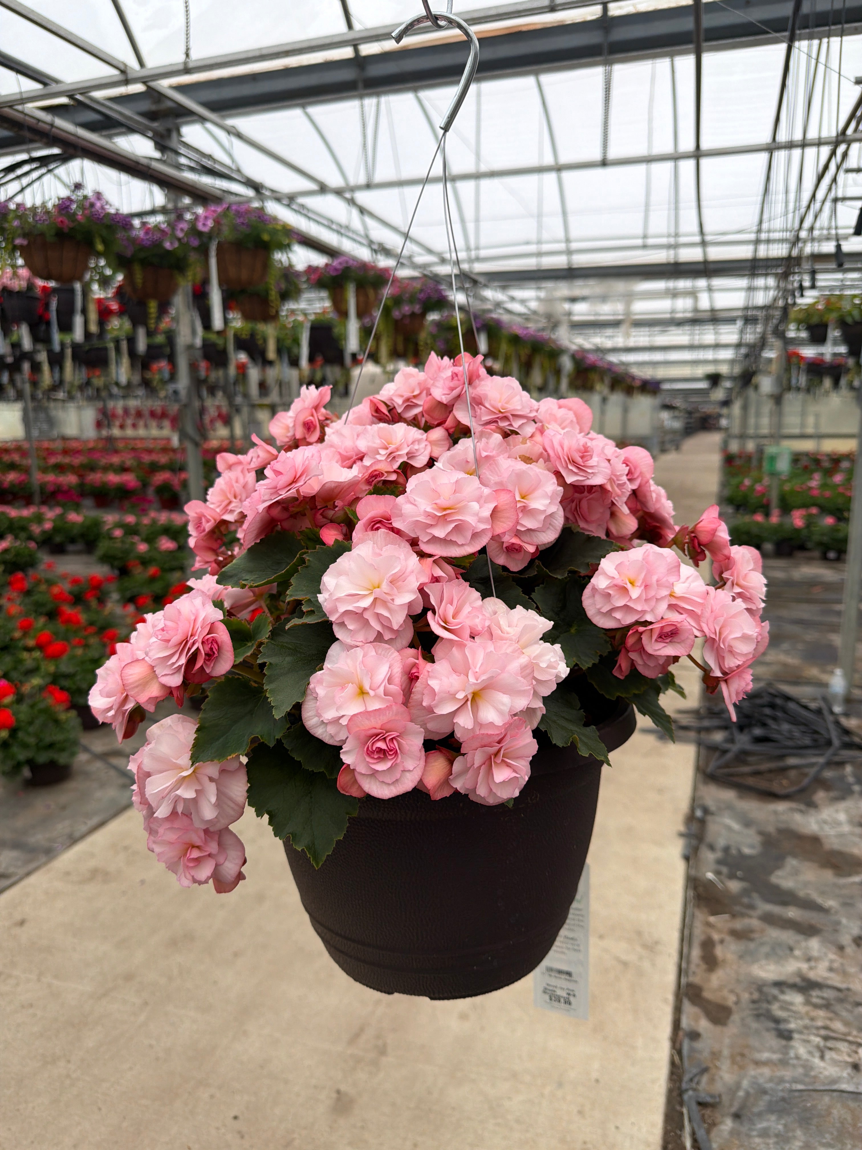 Begonia Move2 Joy Pink - 11" Hanging Basket
