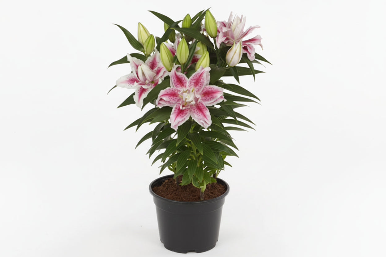 Lilium Lily Oriental Double Nowa