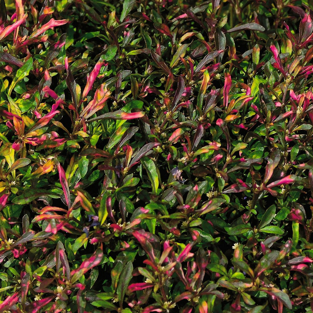 Alteranthera Red Carpet - 4.33" Premium Annual