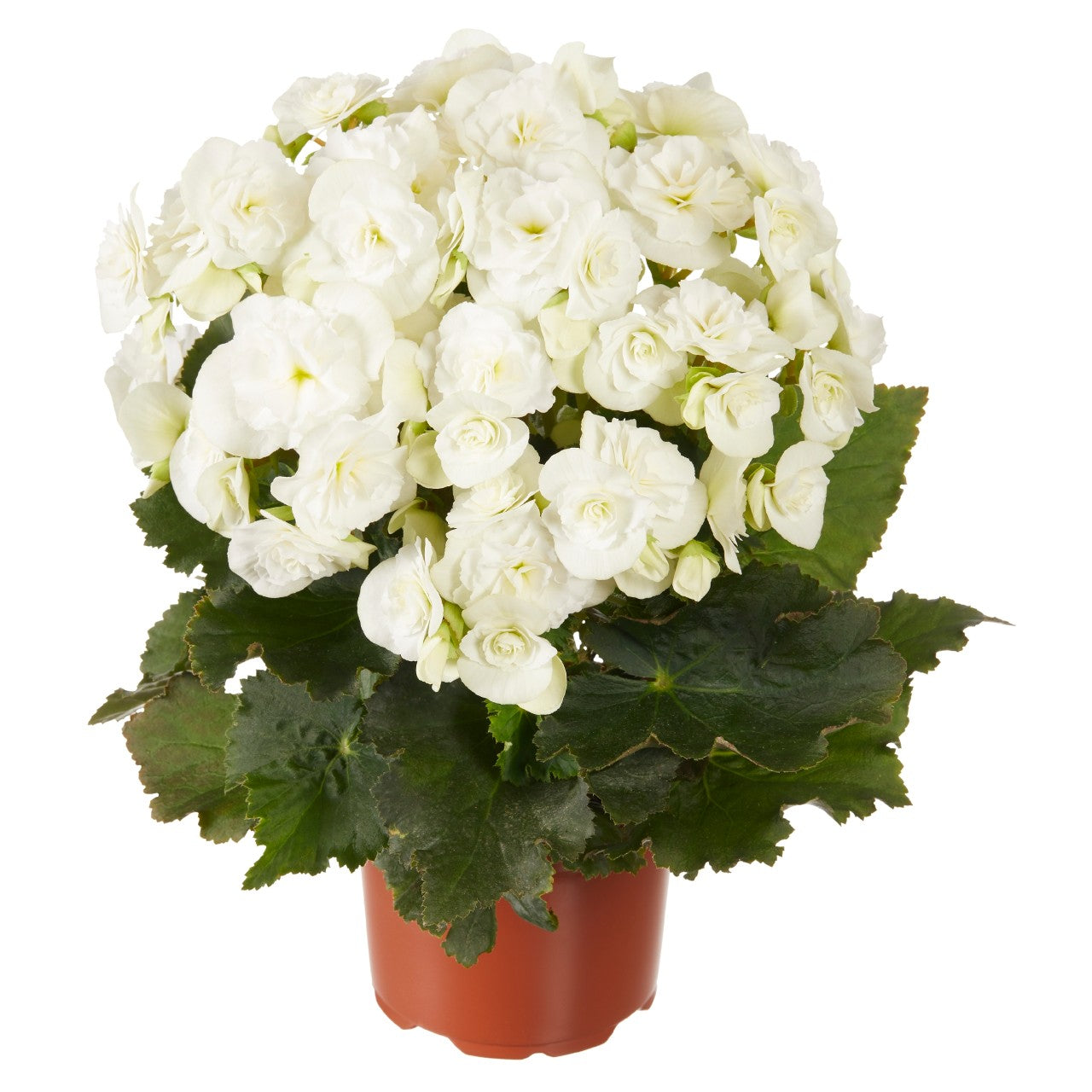 Begonia Move2 Joy White - 11" Hanging Basket