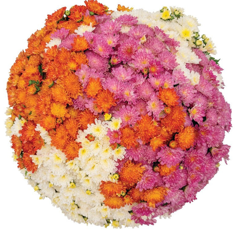 Pisces Tricolor (Mix 1) - 9"x6" Potted Garden Mum