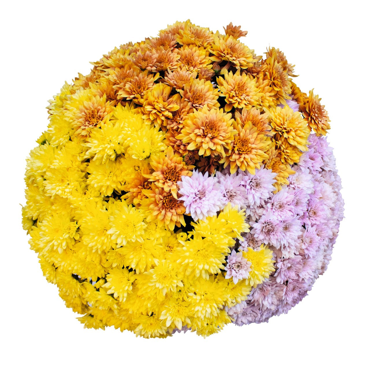 Robinson Tricolor (Mix 2) - 9"x6" Potted Garden Mum