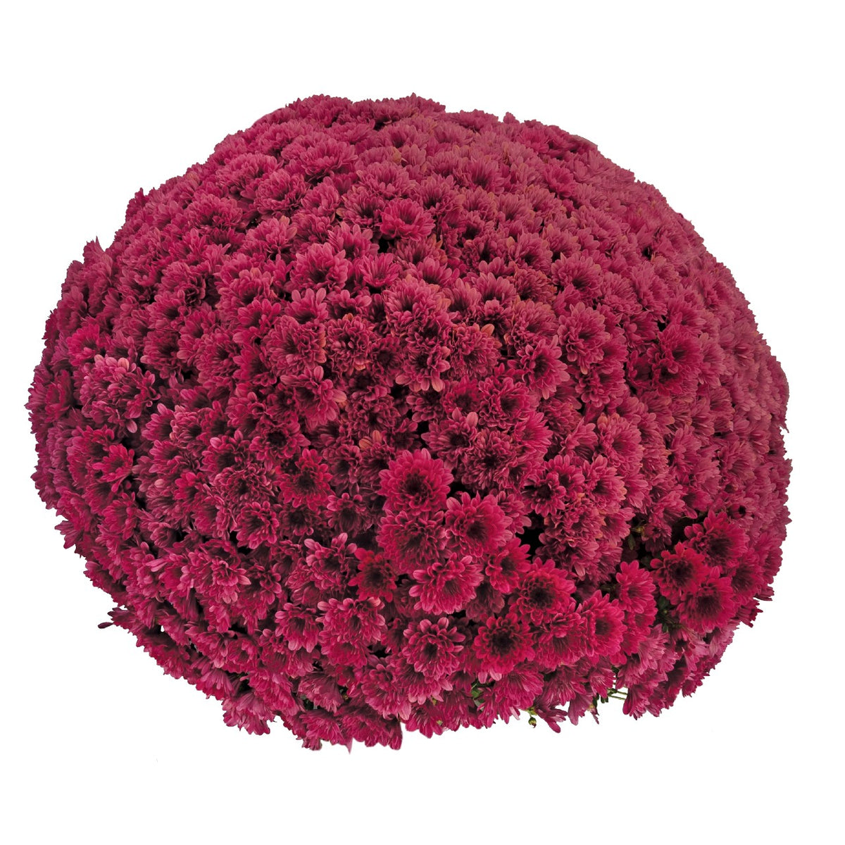 Lucky Purple - 8"x5" Potted Garden Mum