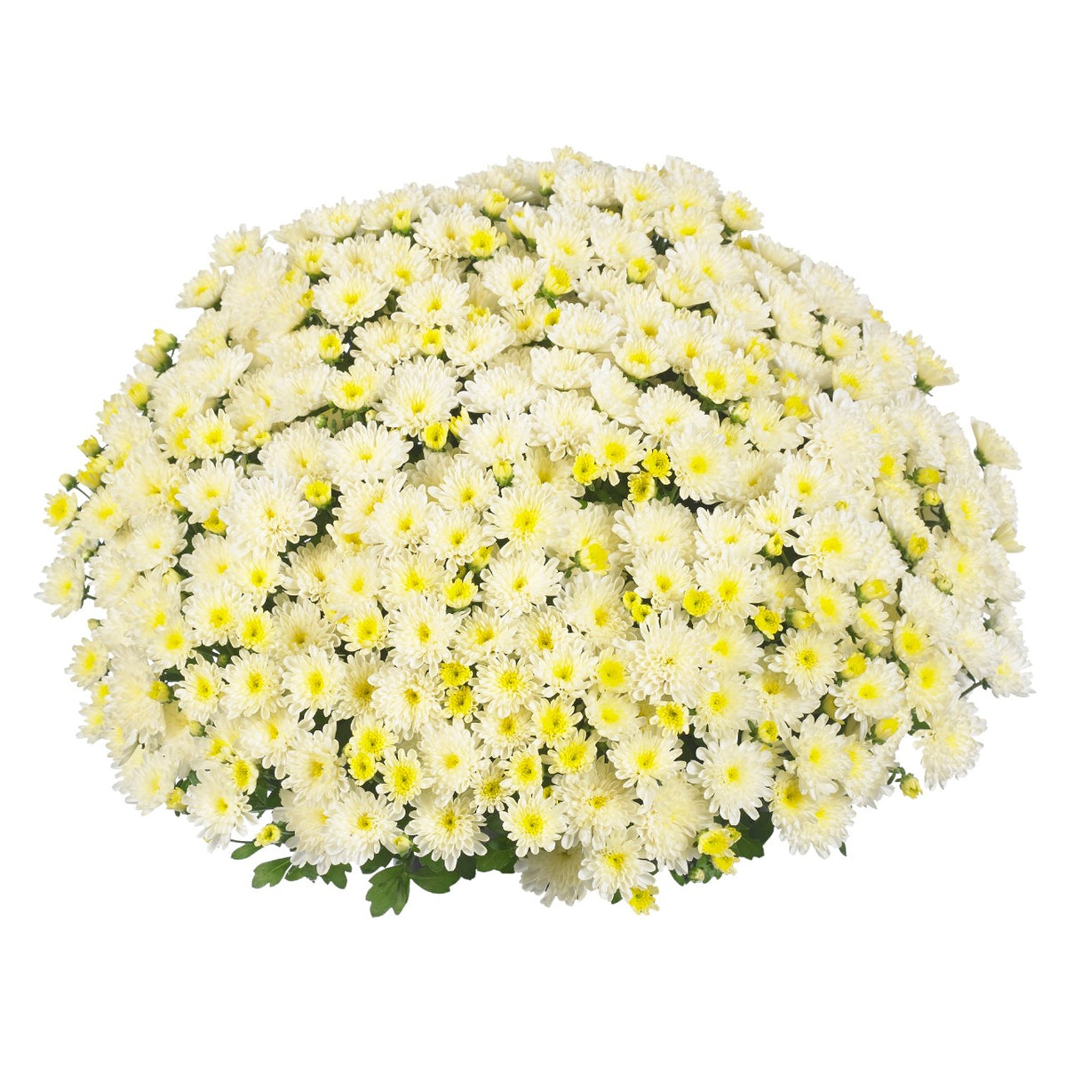 Ditto White - 8"x5" Potted Garden Mum