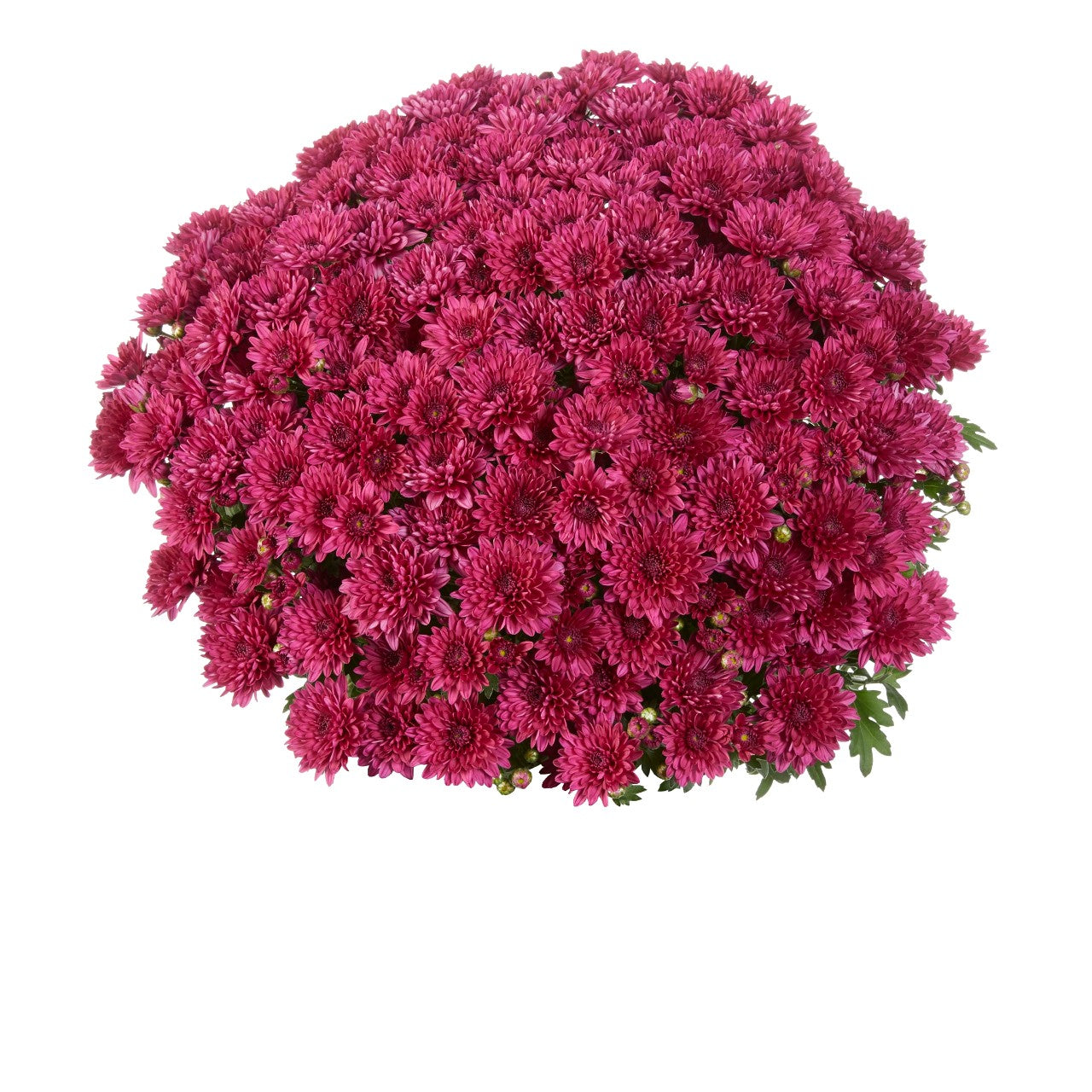 Elated Purple - 8"x6" Potted Garden Mum
