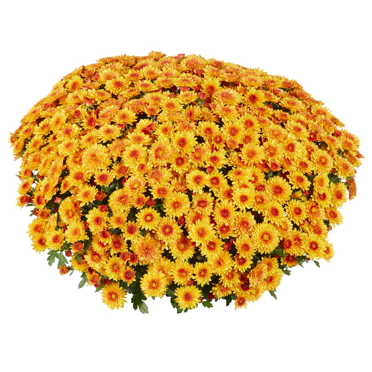 Lively Bronze Bicolor - 8"x5" Potted Garden Mum