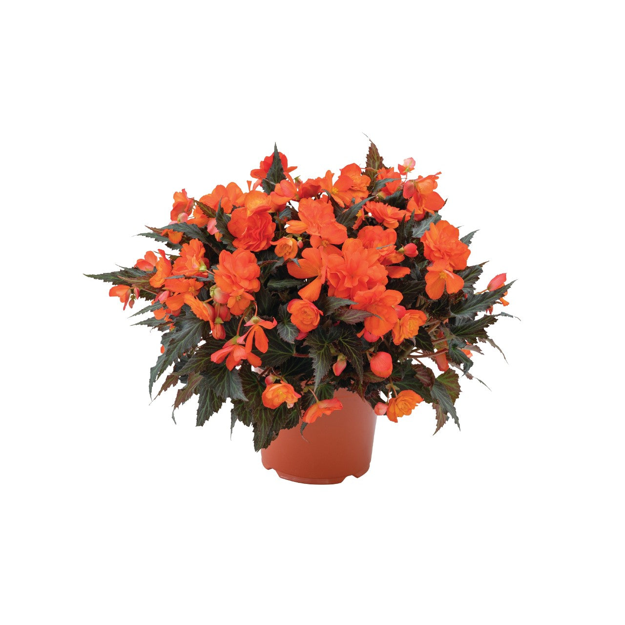 Begonia I'Conia Bacio Orange - 4.5" Potted Begonia