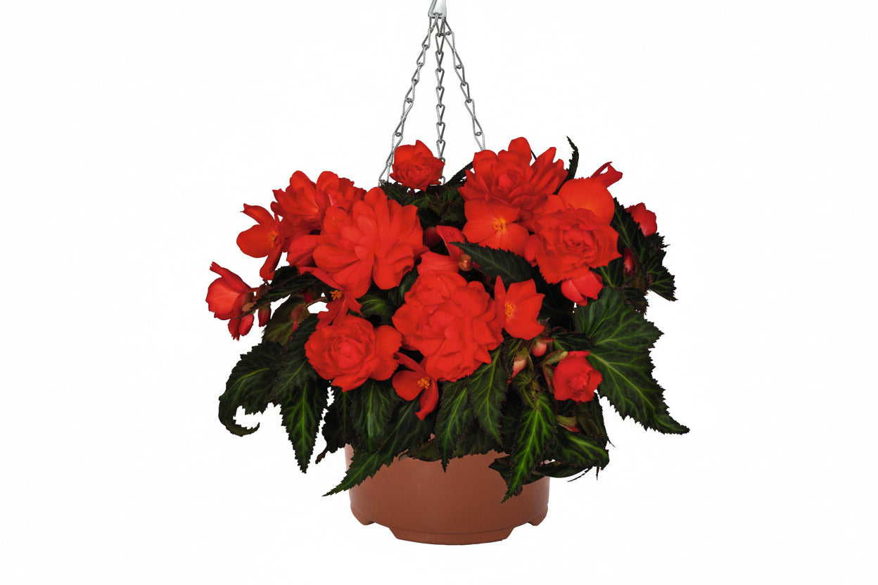 201 Miss Miami - 11" Hanging Basket