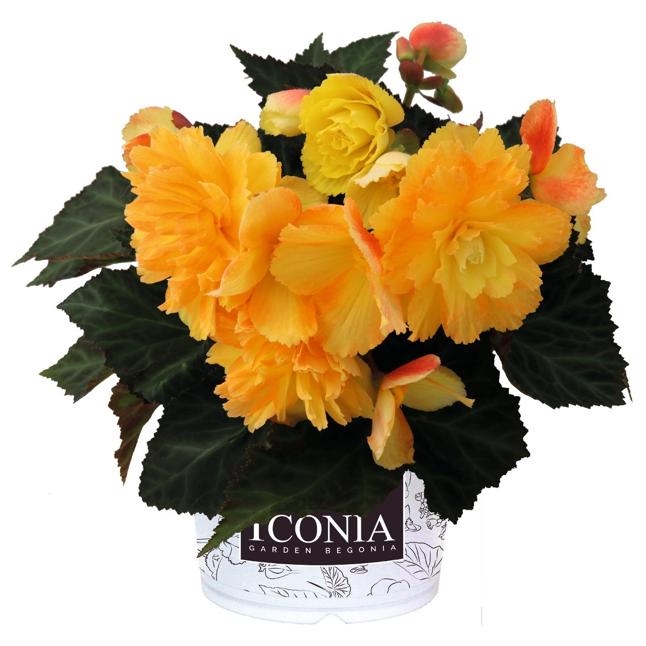 Begonia I'Conia Portofino Citrix - 8" Planter