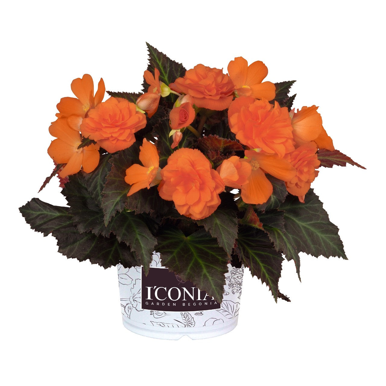 Begonia I'Conia Portofino Hot Orange - 11" Hanging Basket