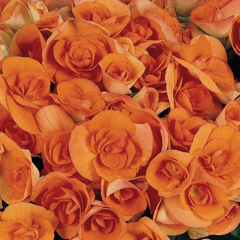 Begonia Amstel Batik - 4.5" Potted Begonia