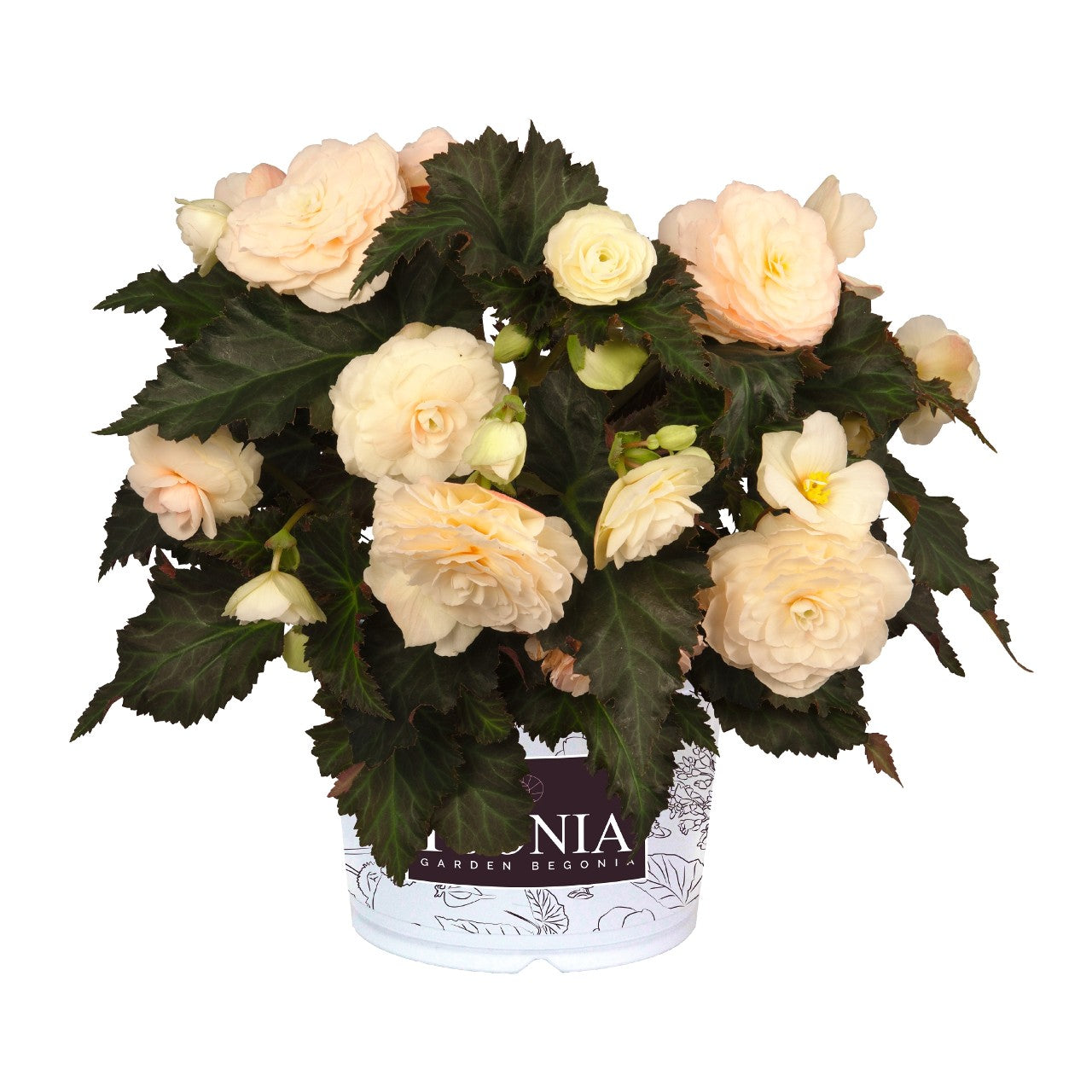 Begonia I'Conia Portofino Champagne - 4.5" Potted Begonia