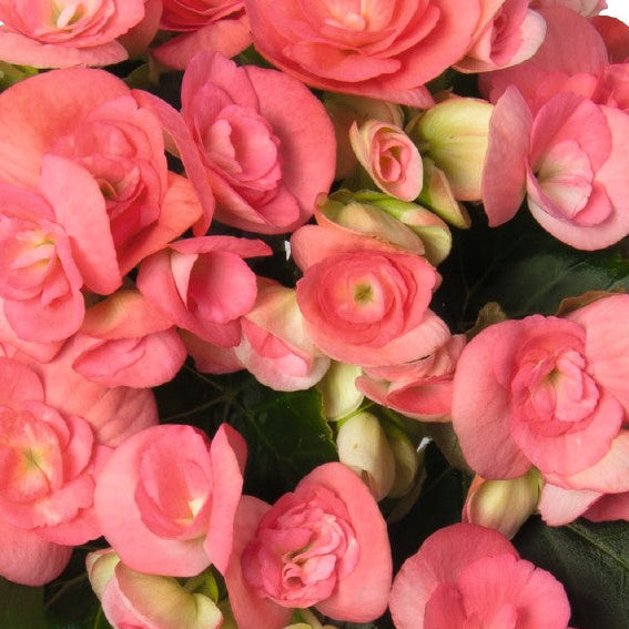 Begonia Amstel Netja Dark - 4.5" Potted Begonia
