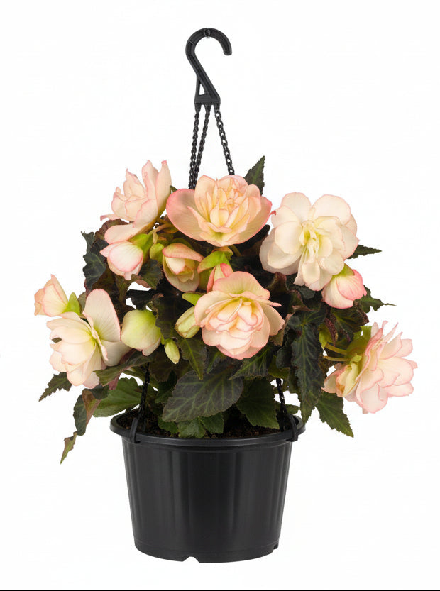 203 Miss Montreal - 11" Hanging Basket