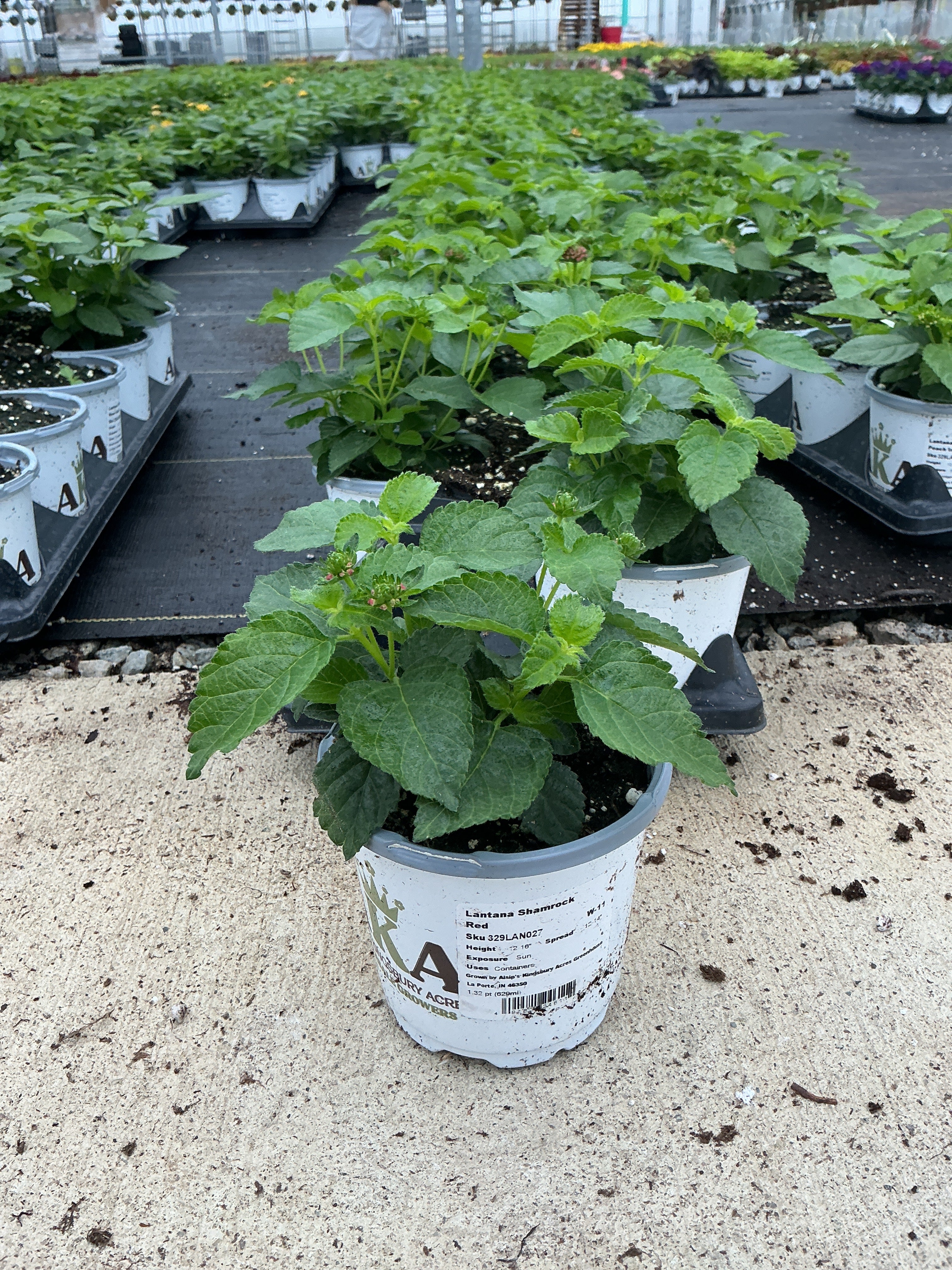 Lantana Shamrock Red - 4.33" Premium Annual