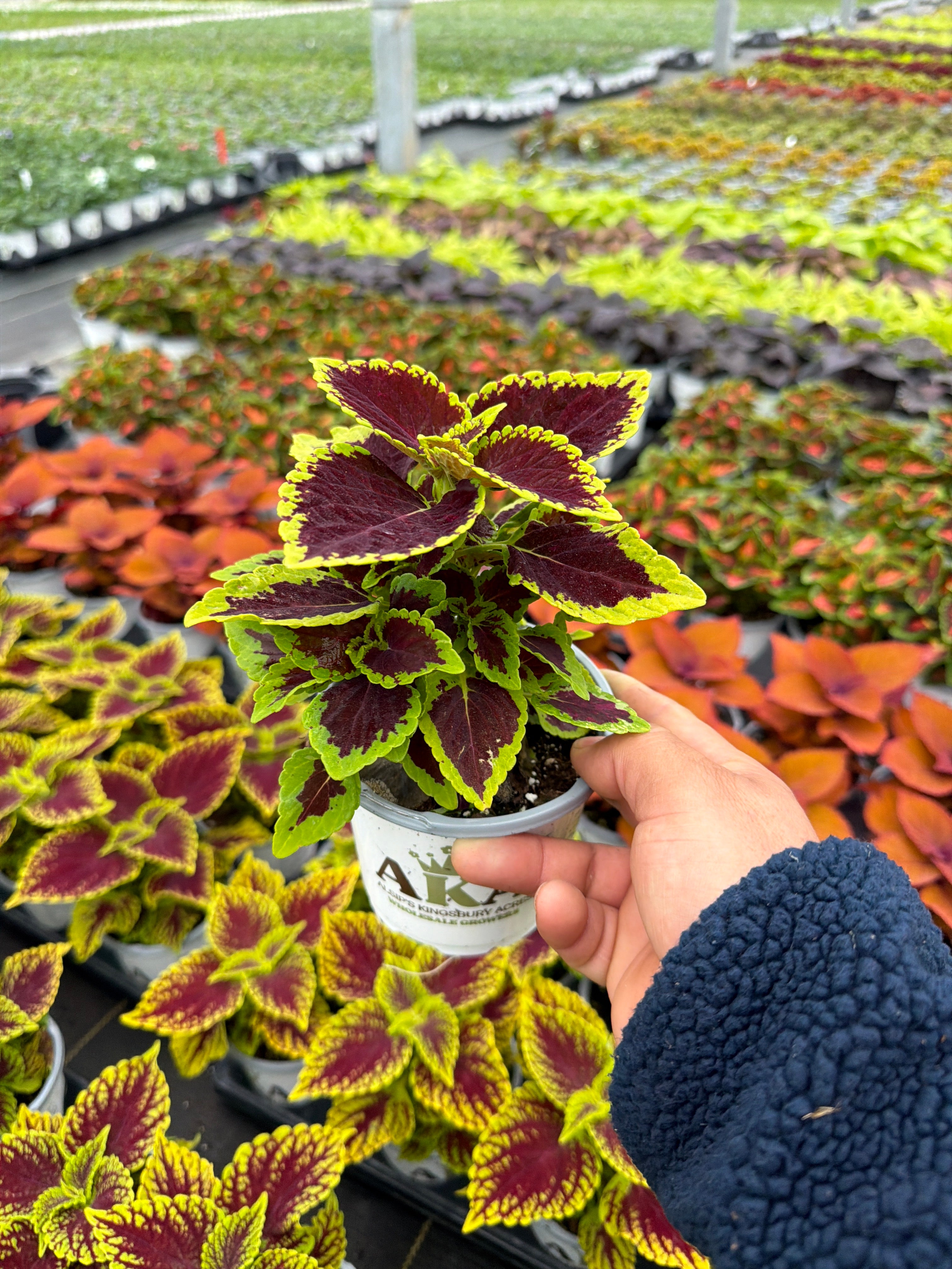 Coleus Alligator Alley - 4.33" Premium Annual