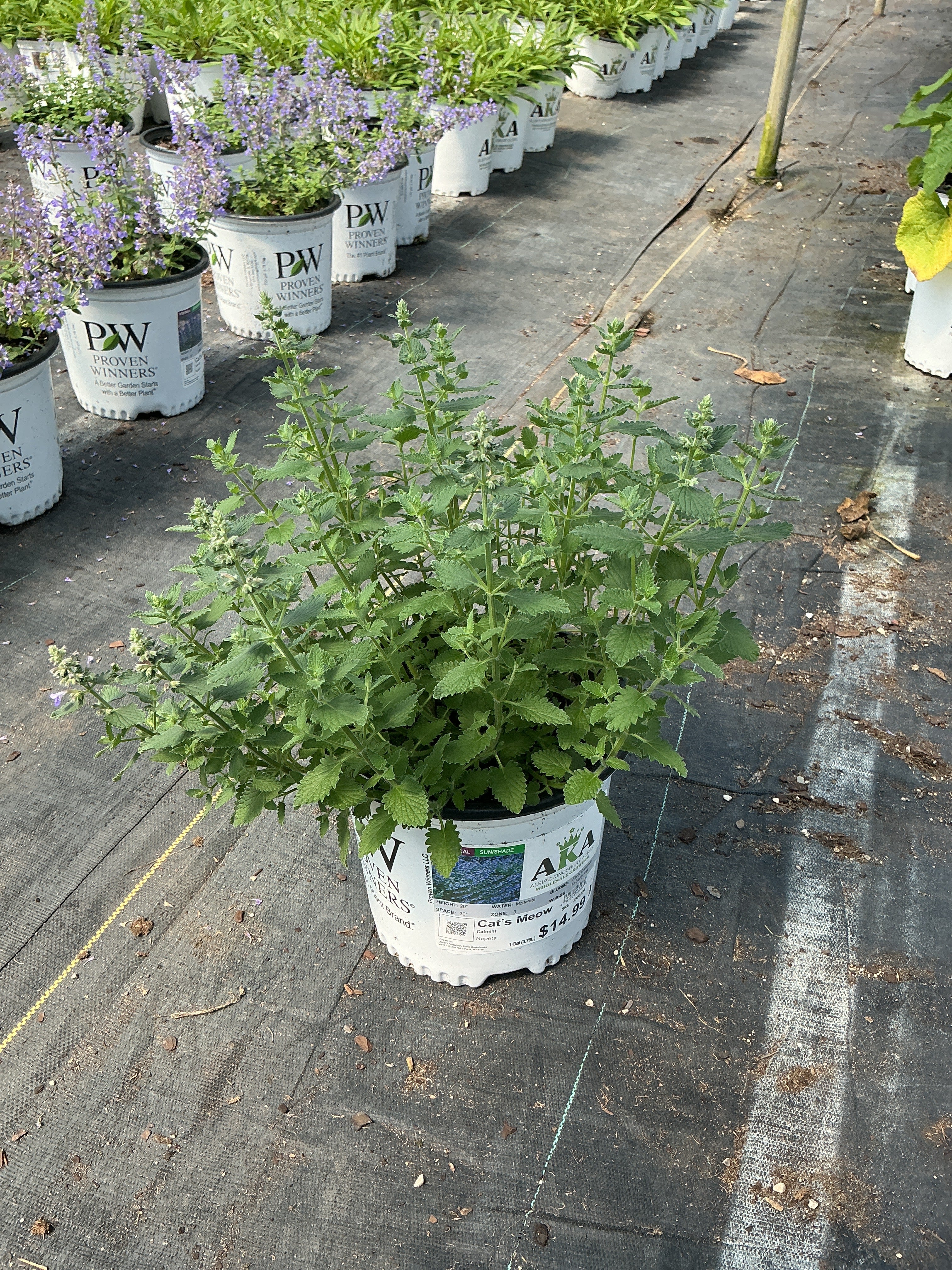 Nepeta Catmint Cat's Meow