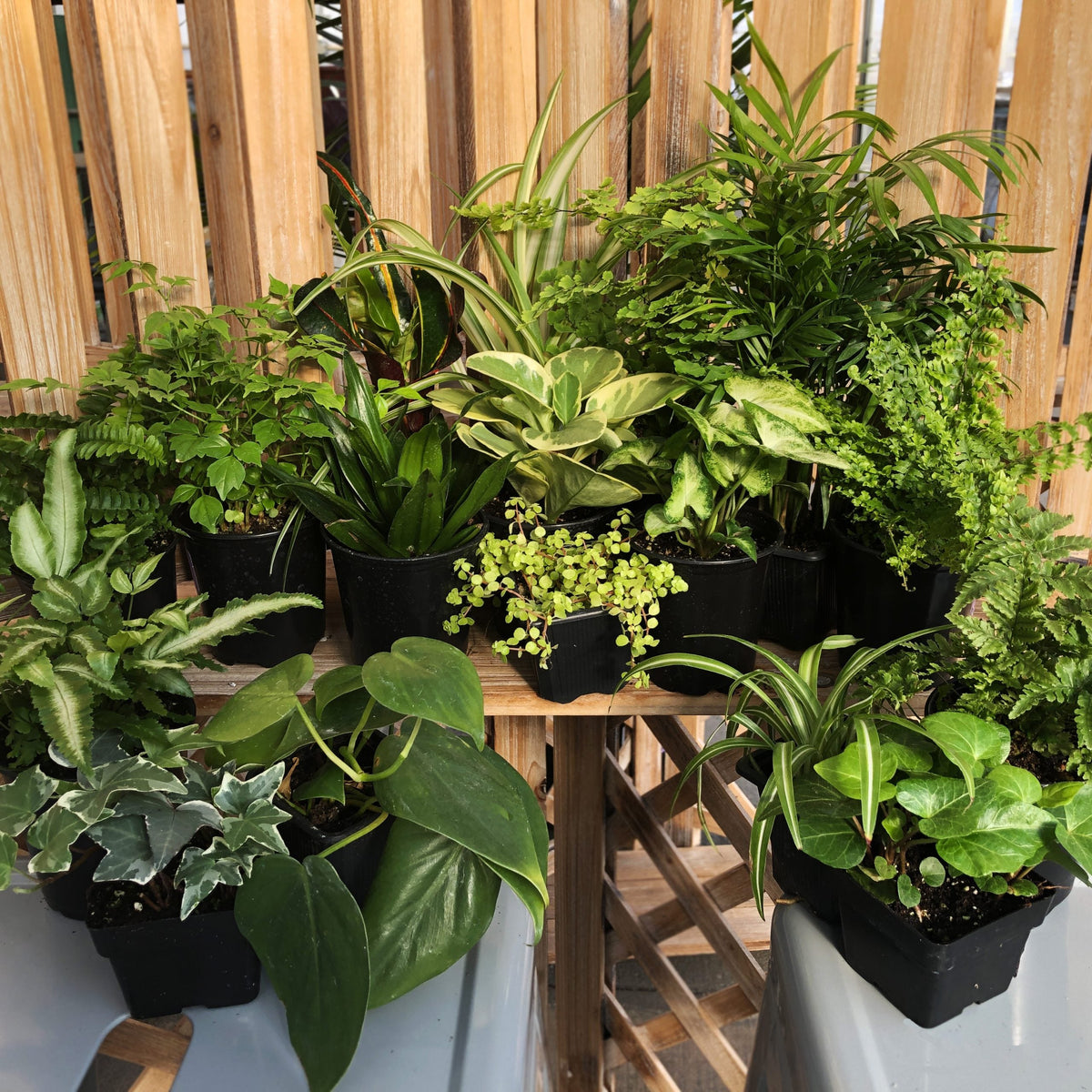 Starter Houseplant (Assorted Varieties) - 3.5" Potted Houseplant