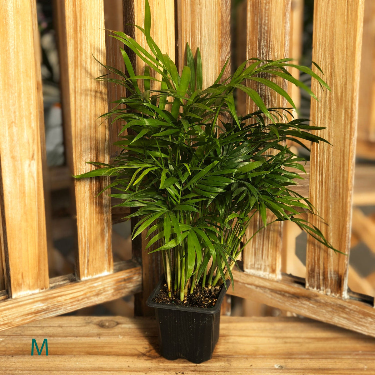 Starter Houseplant (Assorted Varieties) - 3.5" Potted Houseplant