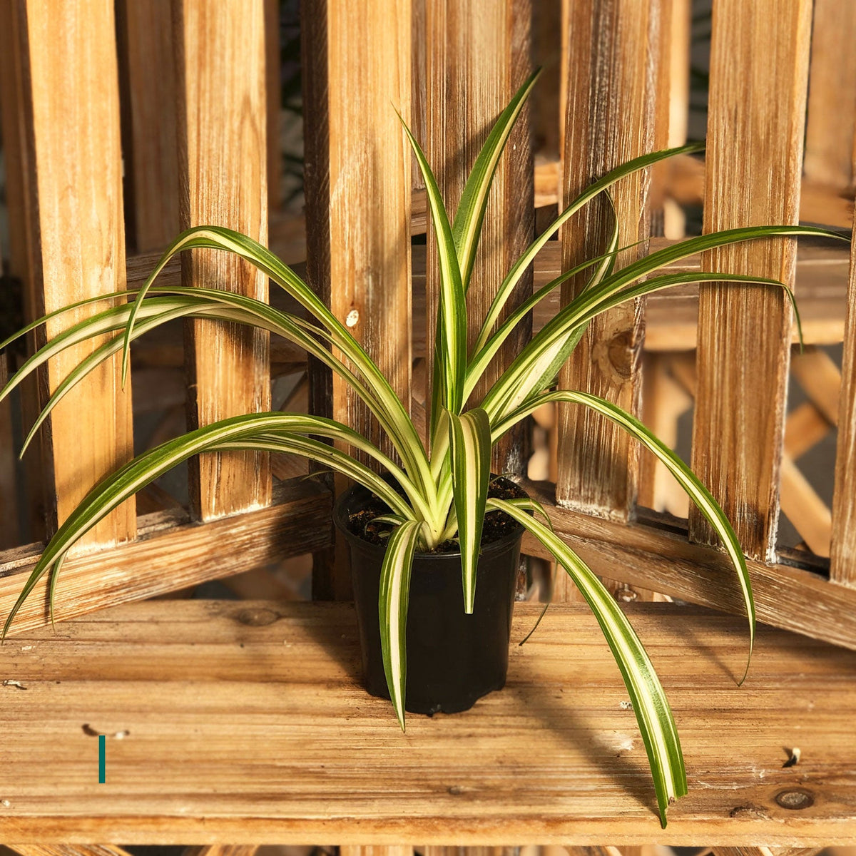 Starter Houseplant (Assorted Varieties) - 3.5" Potted Houseplant