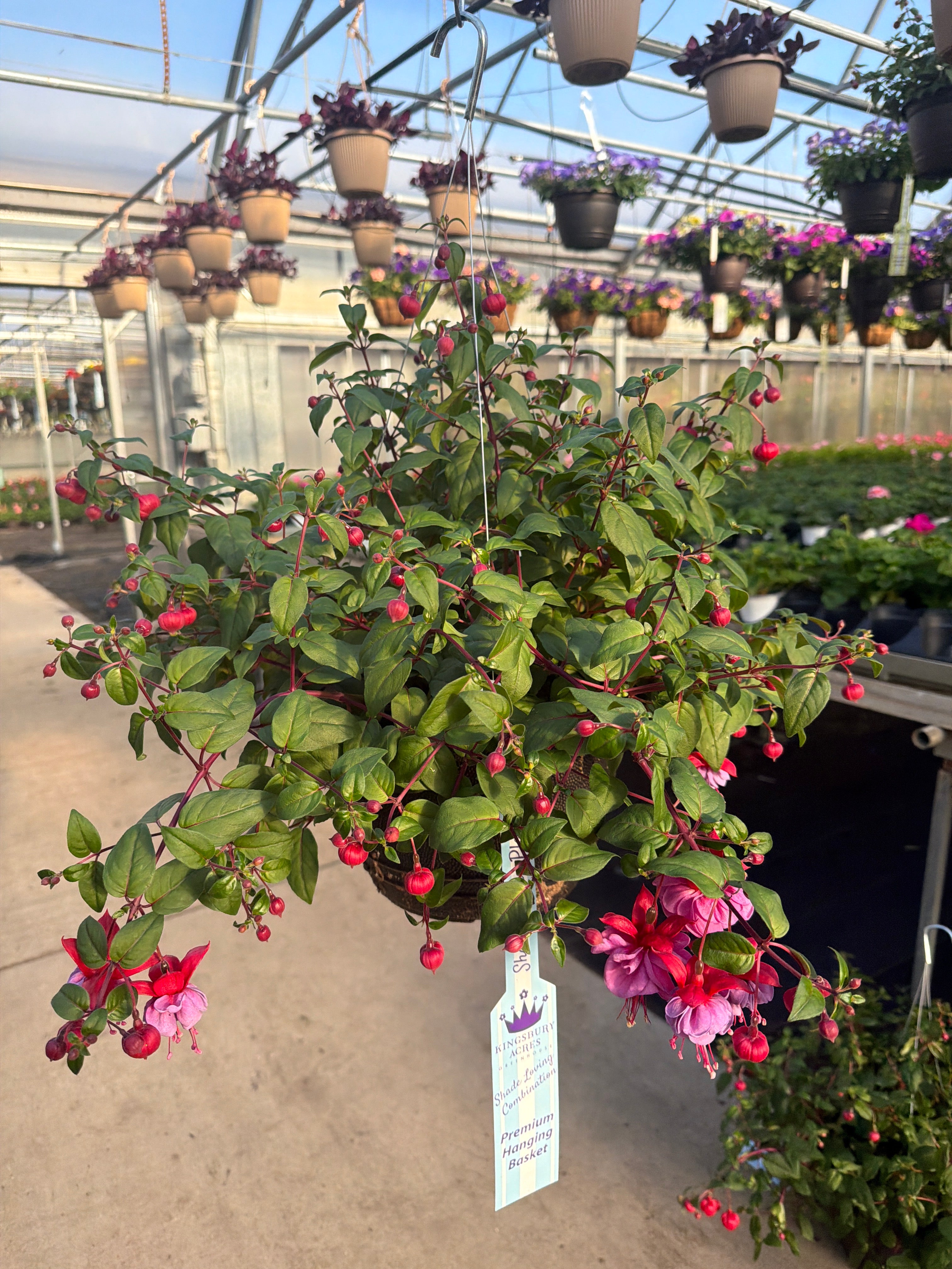 Fuchsia Trailing Blue Eyes - 11" Hanging Basket