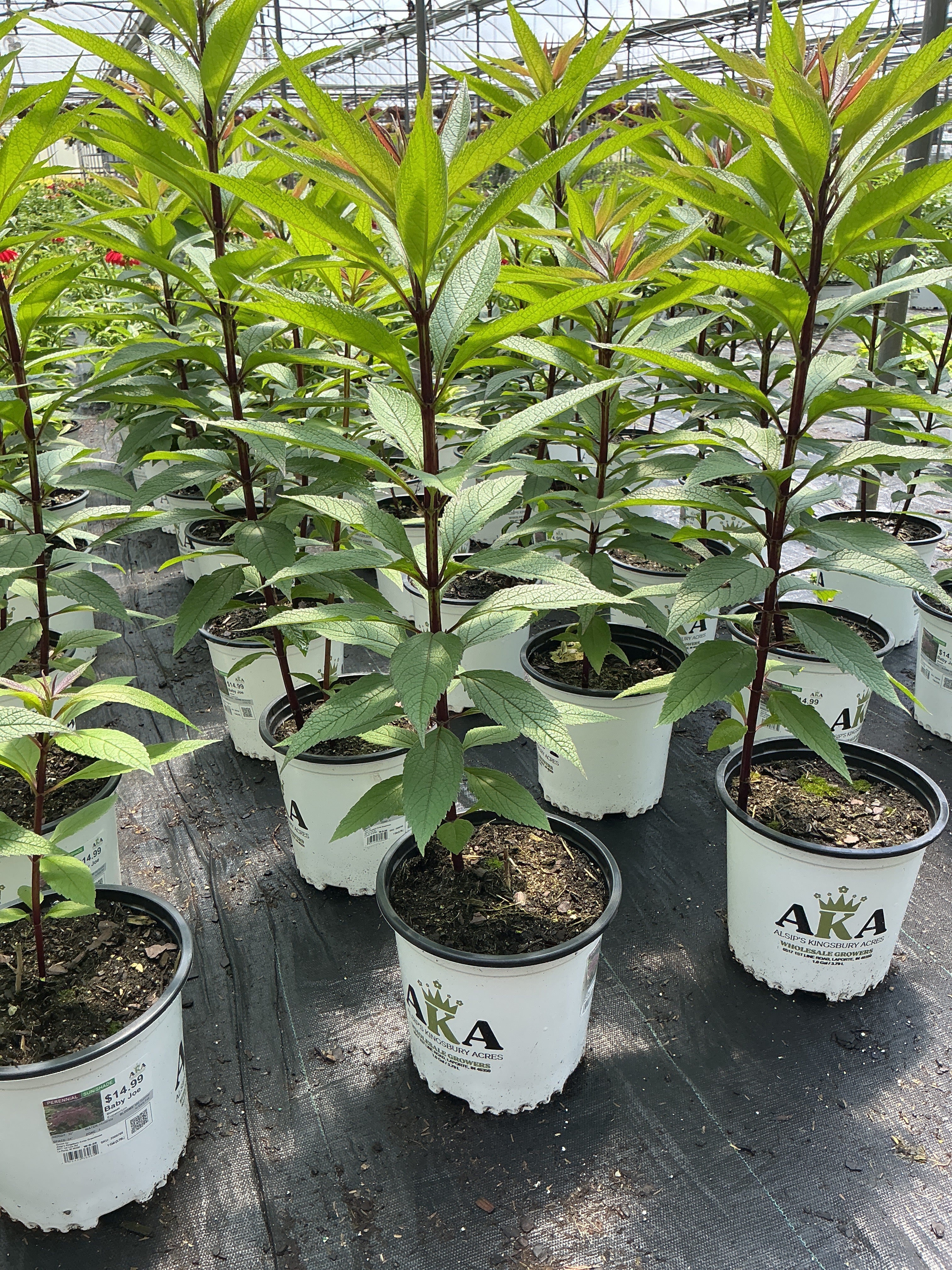 Eupatorium Boneset Baby Joe