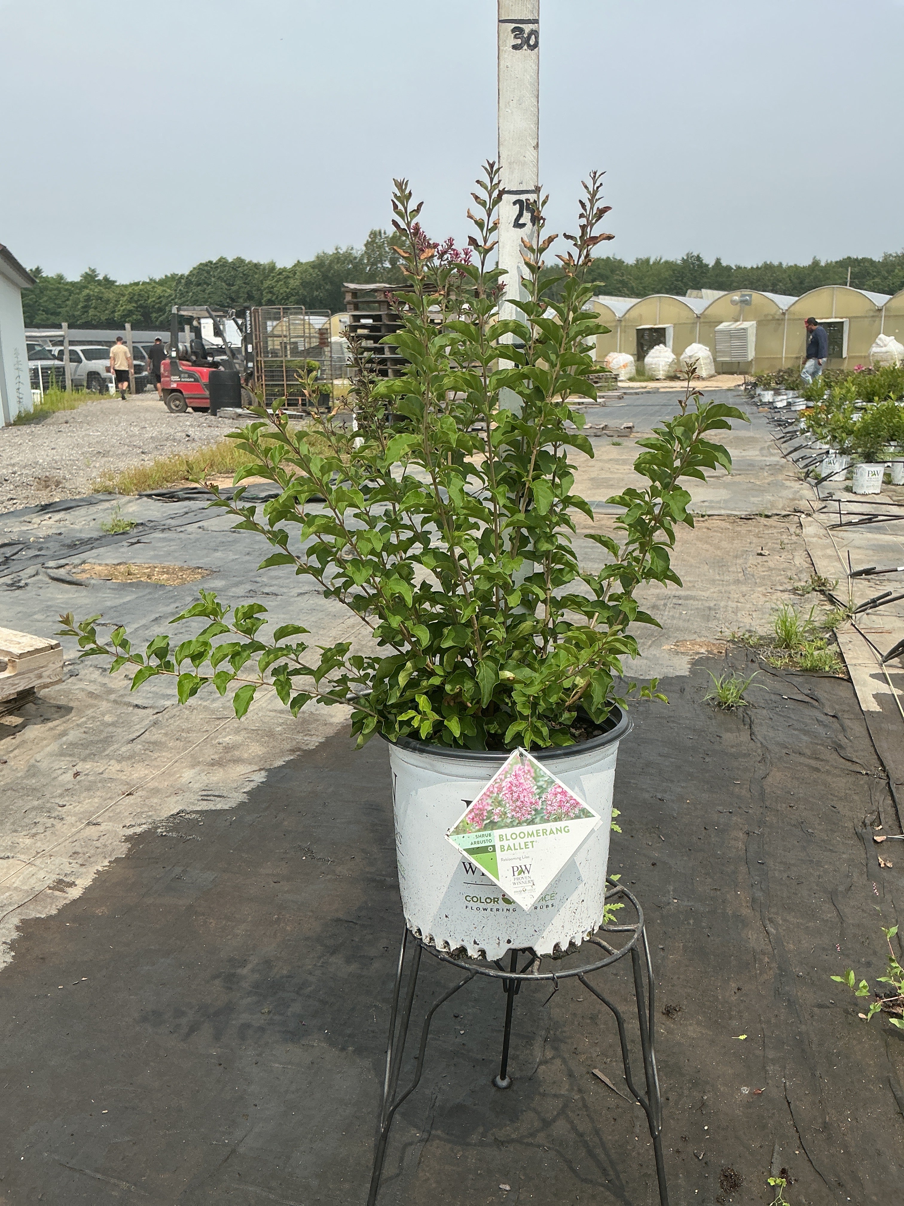 Syringa Bloomerang Ballet