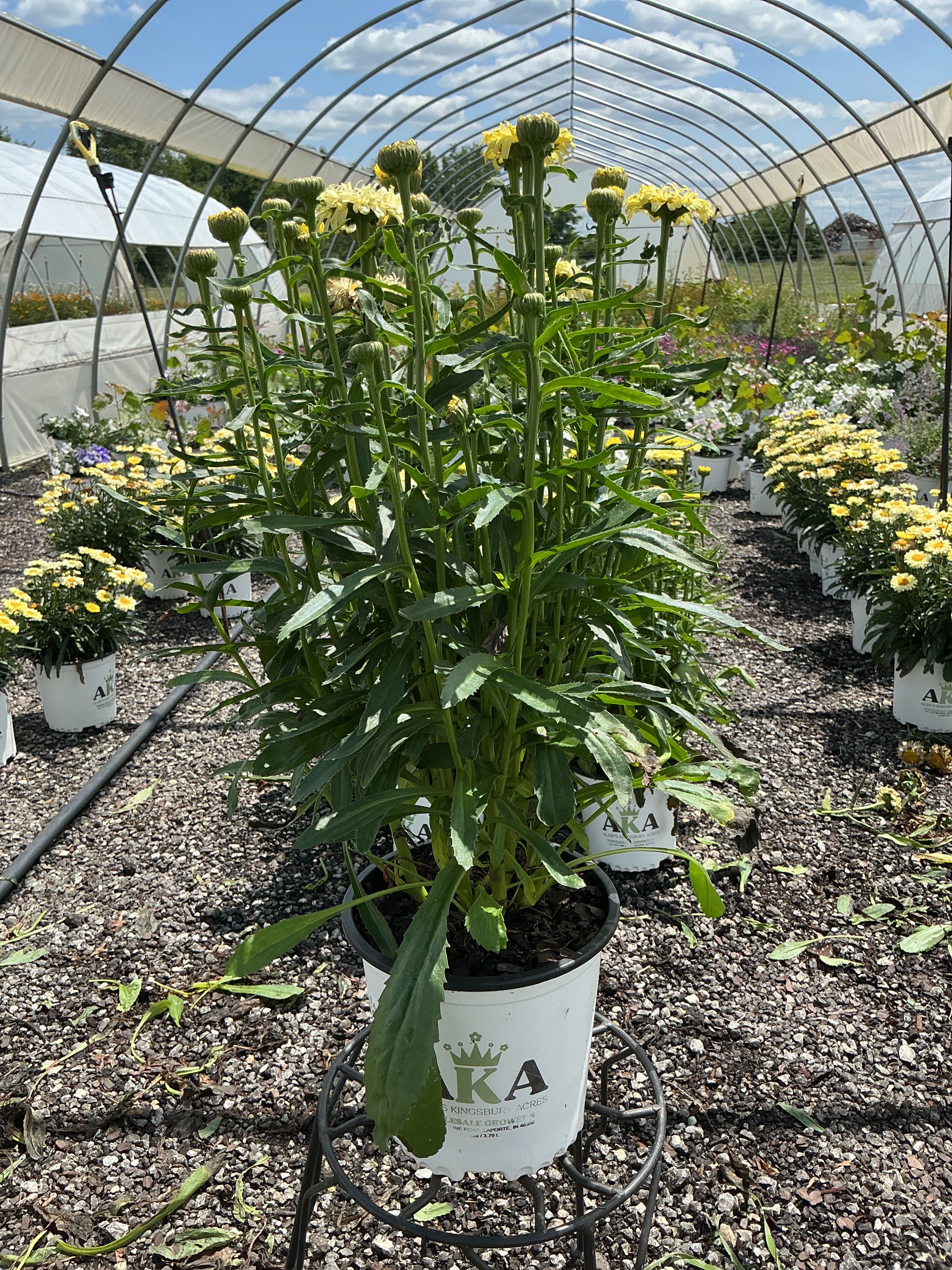 Leucanthemum Shasta Daisy Real Charmer