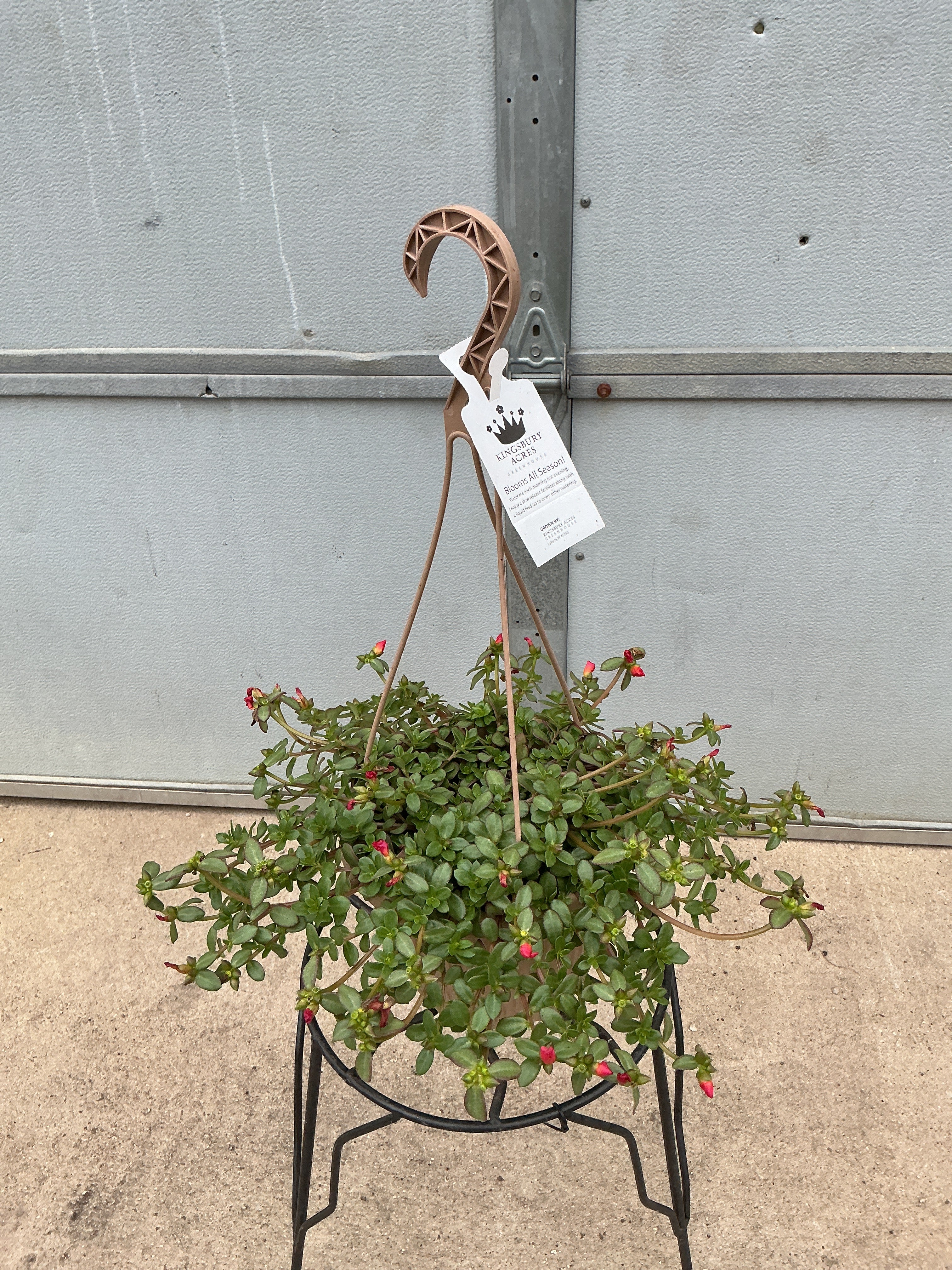 Portulaca Cupcake Strawberry Banana - 8" Hanging Basket