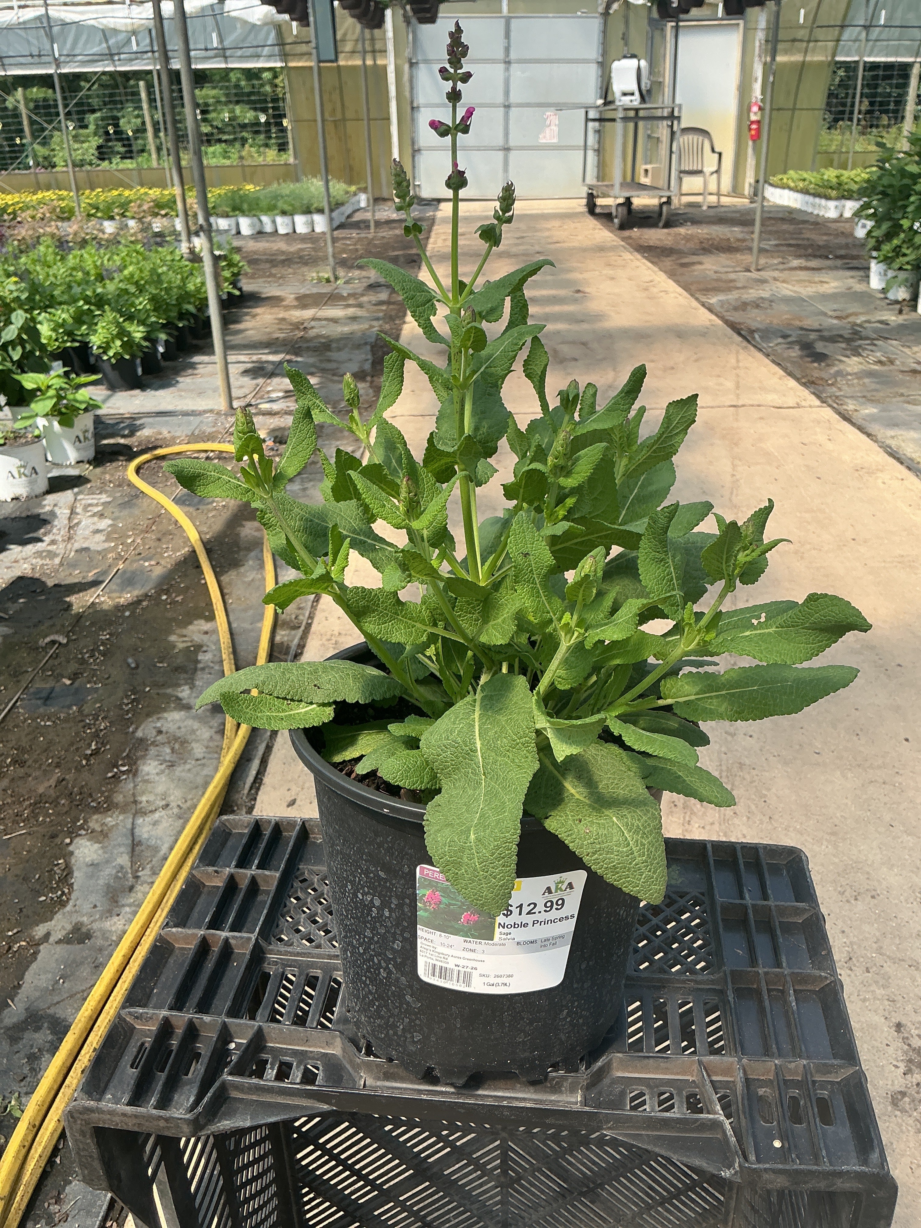 Salvia Sage Noble Princess