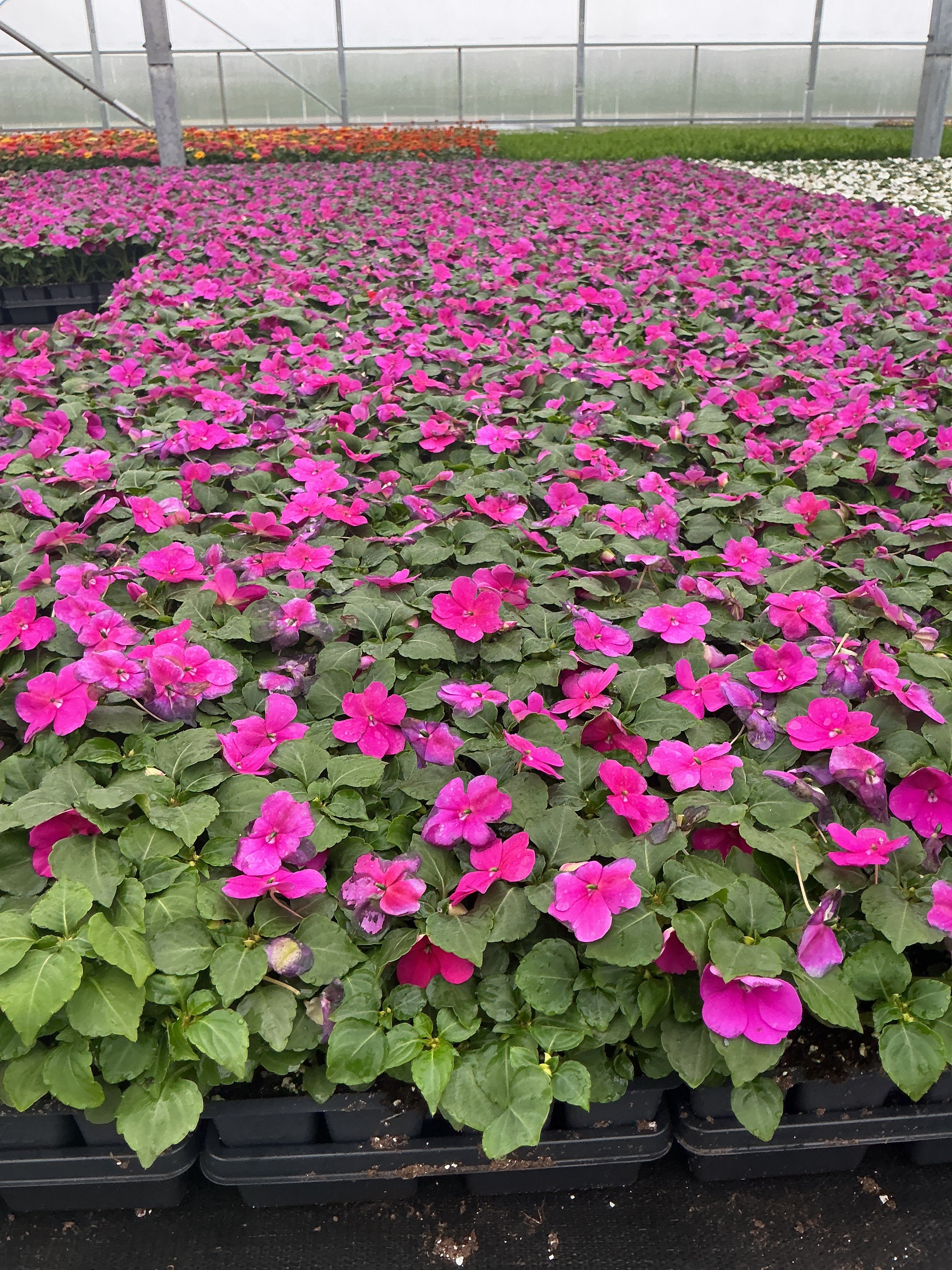 Impatiens Beacon Violet Shades - 4 Pack Annual