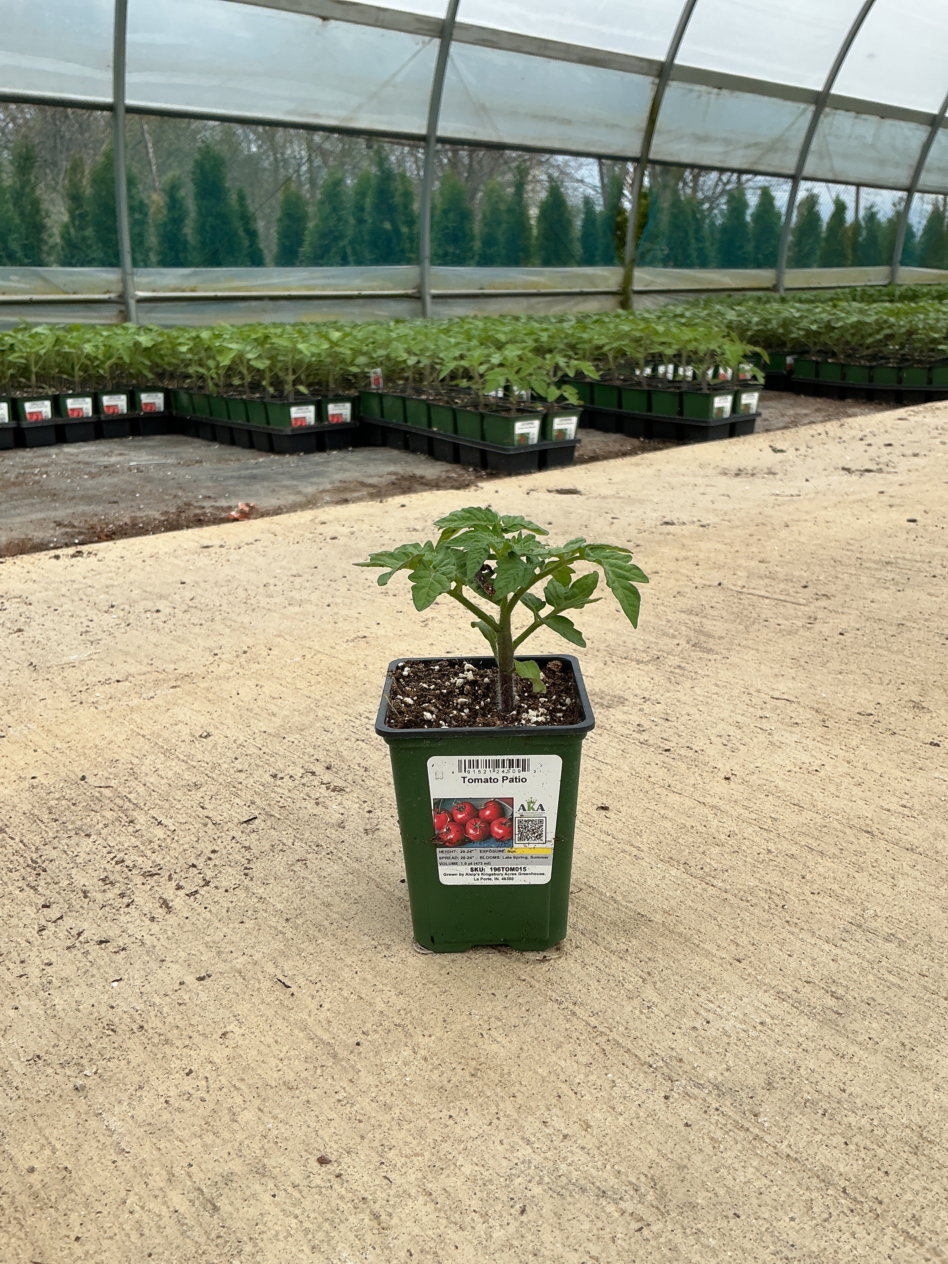 Tomato Patio - 4" Potted Vegetable