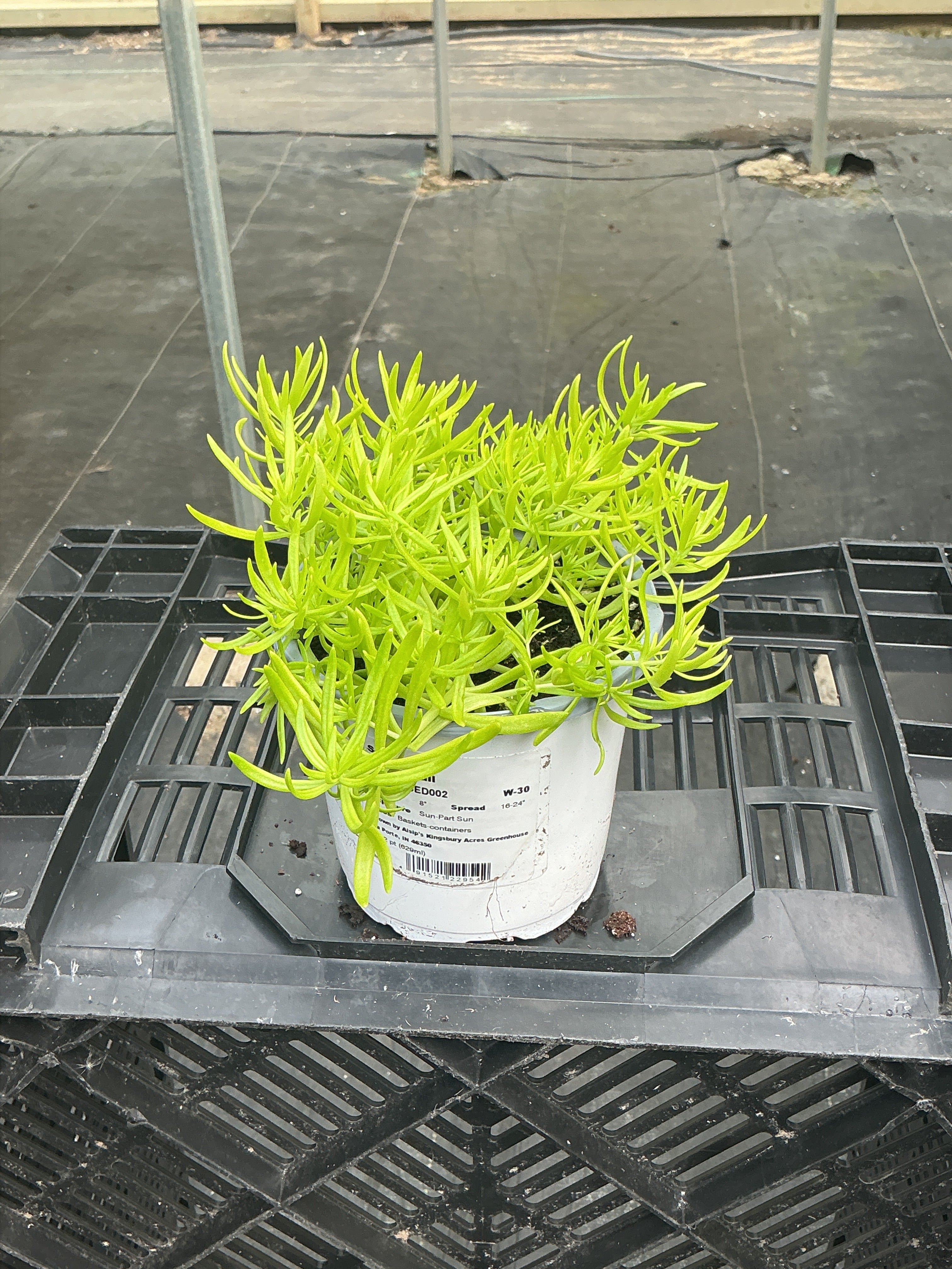 Sedum Lemon Ball - 4.33" Premium Annual