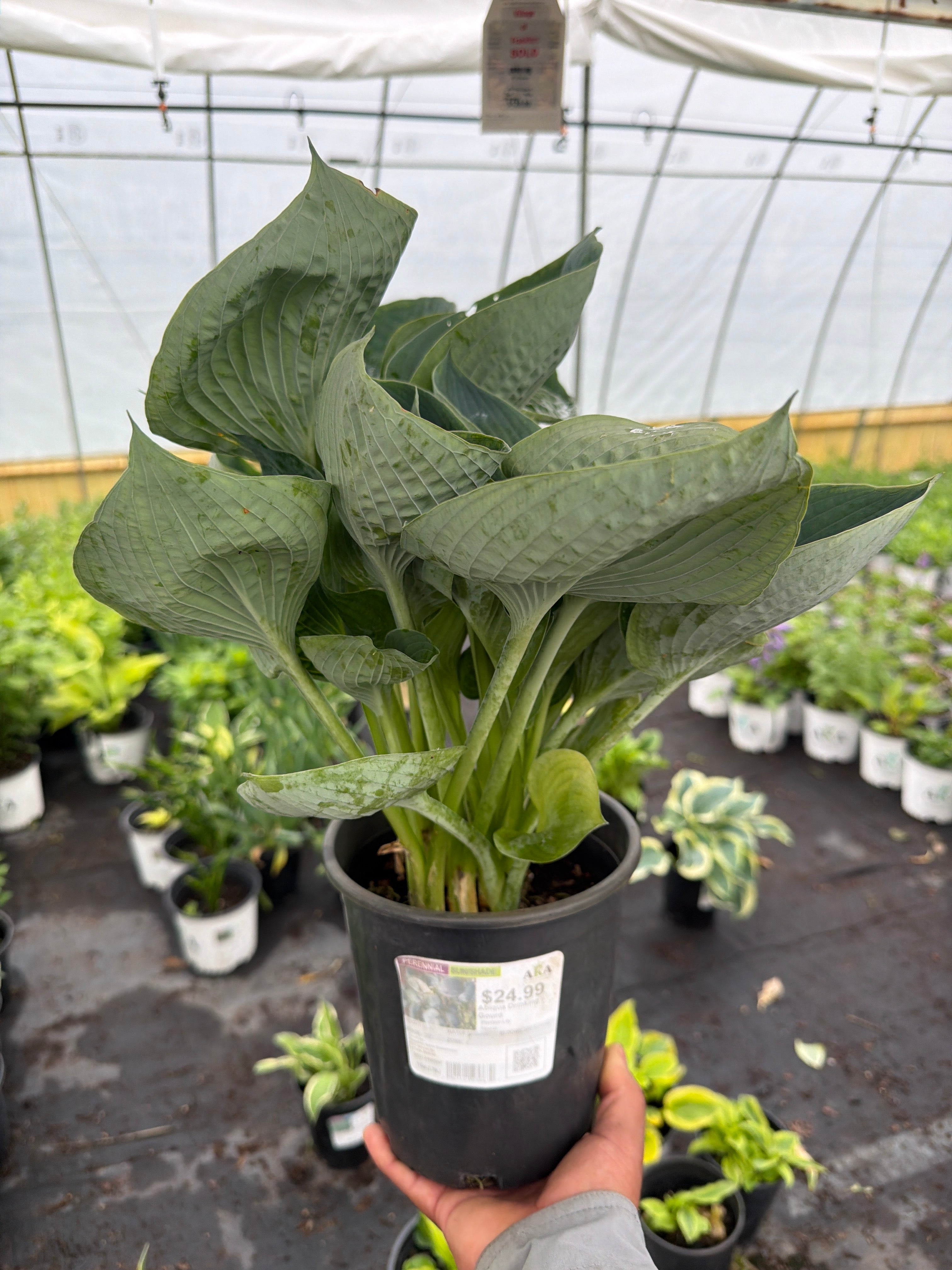 Hosta Plantain Lily Abiqua Drinking Gourd