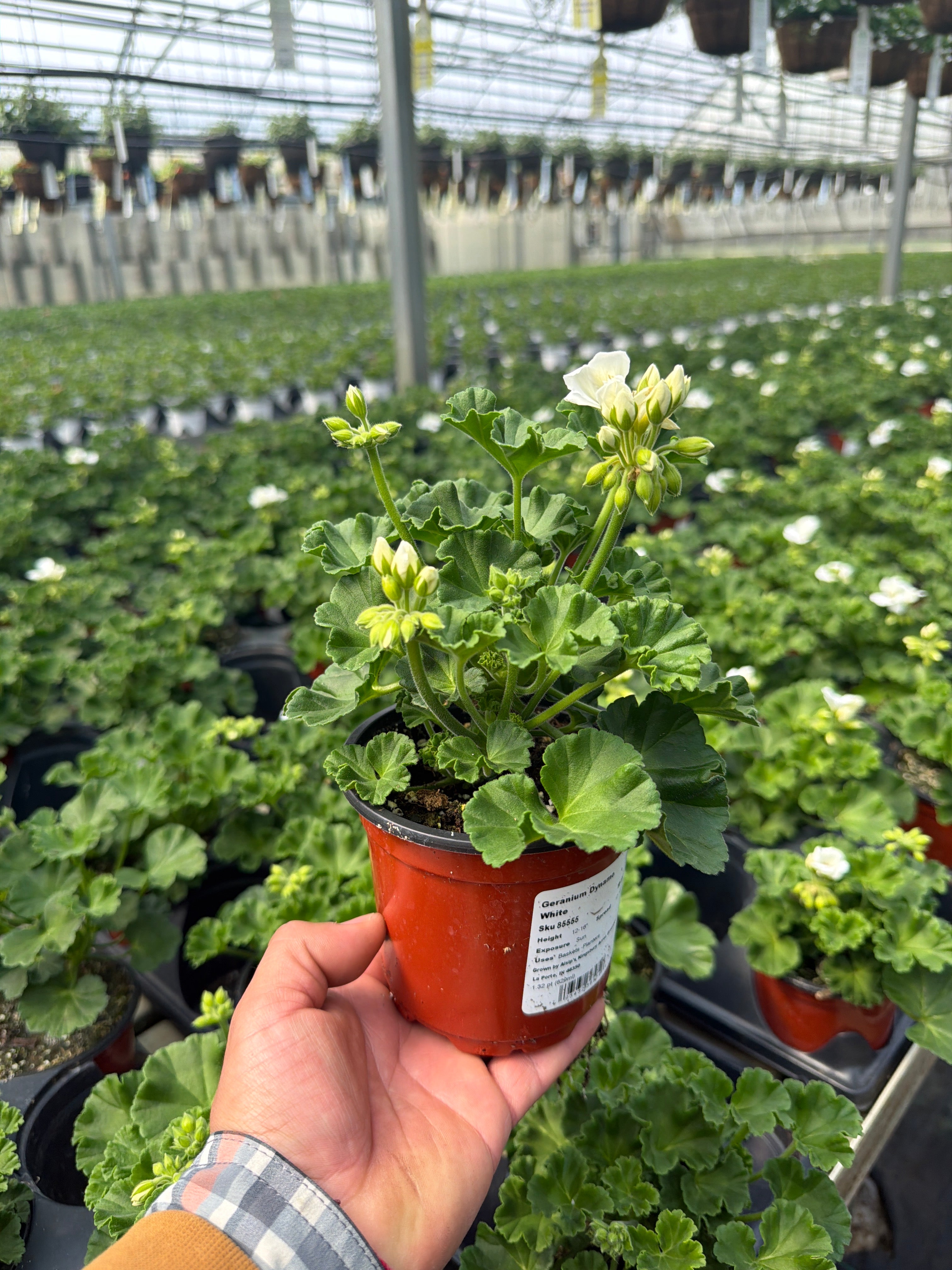 Geranium Dynamo White - 4.33" Premium Annual