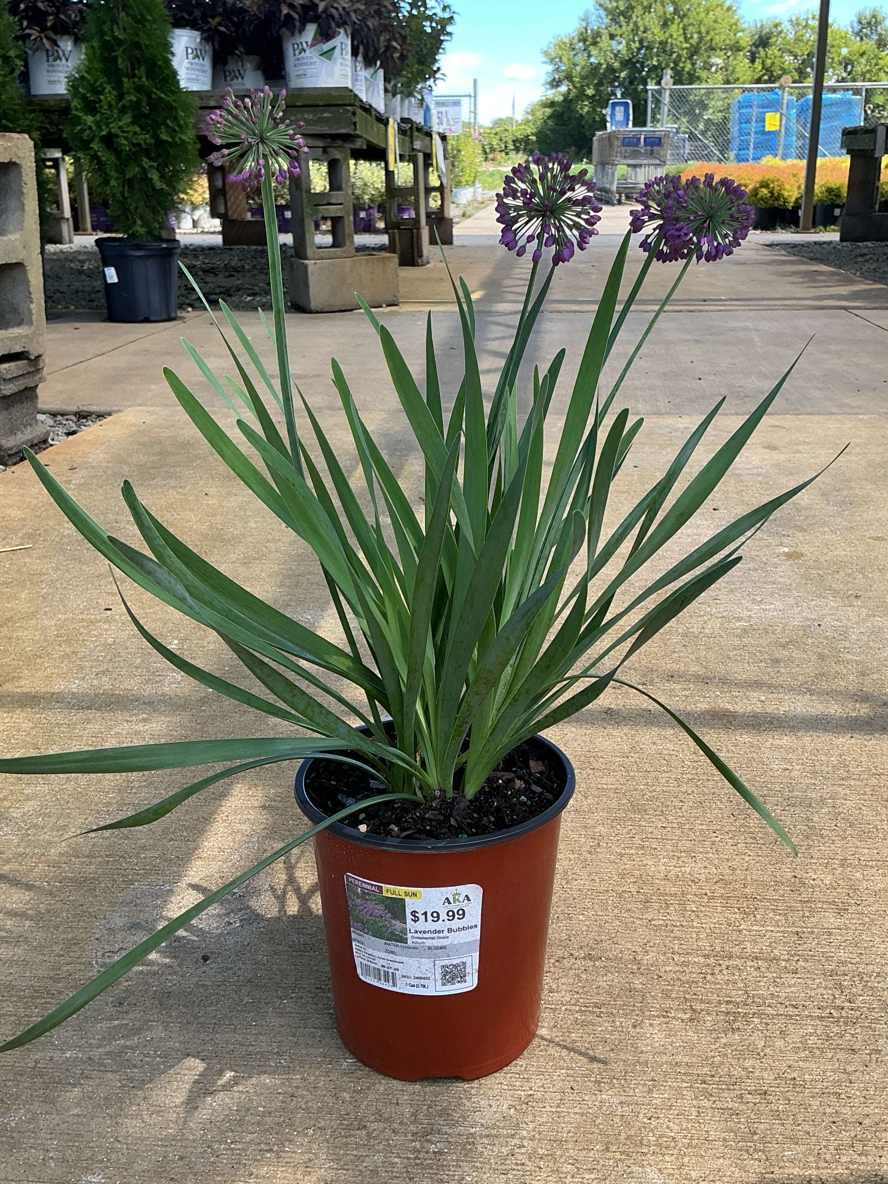 Allium Ornamental Onion Lavander Bubbles