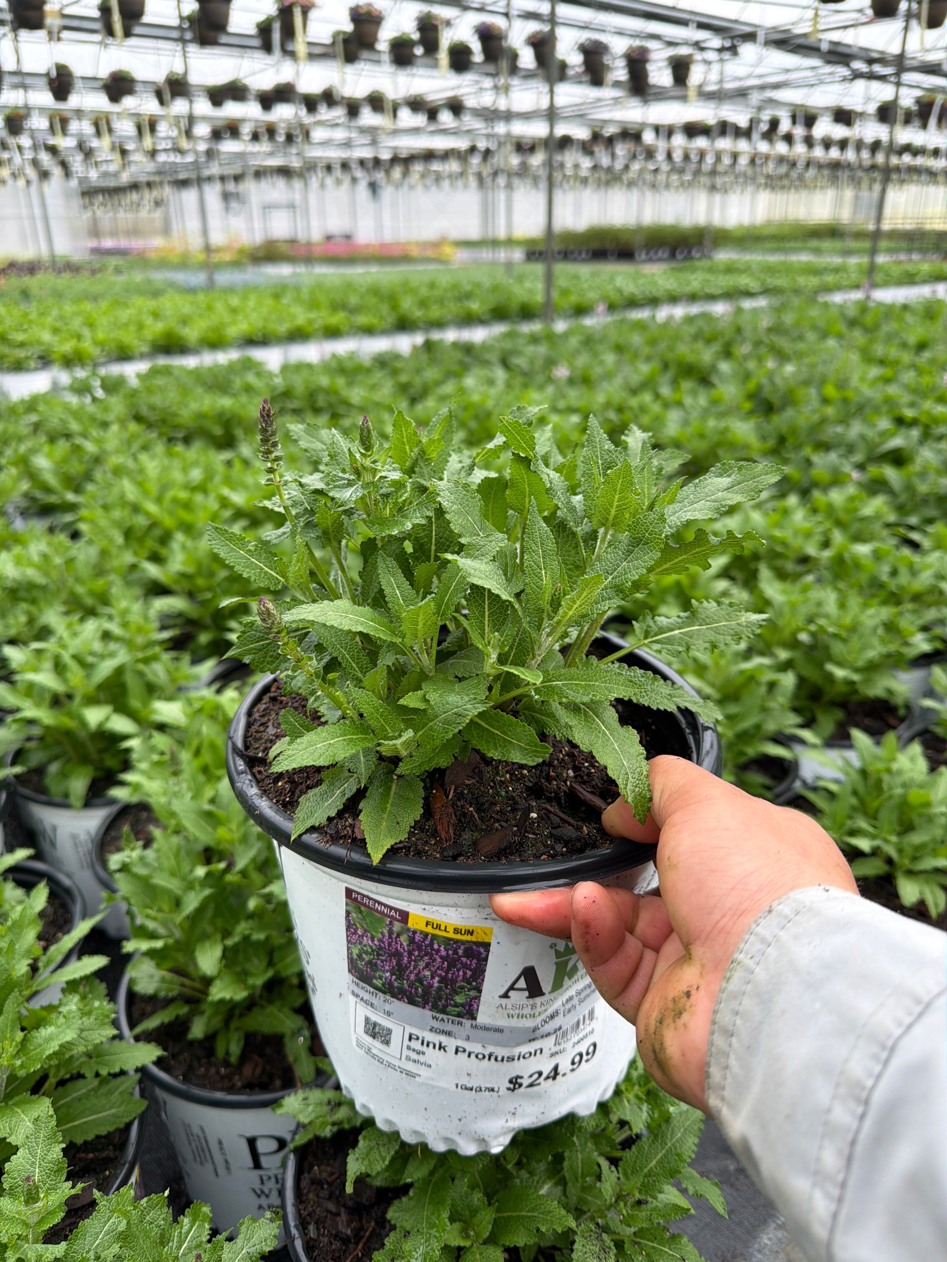 Salvia Sage Pink Profusion