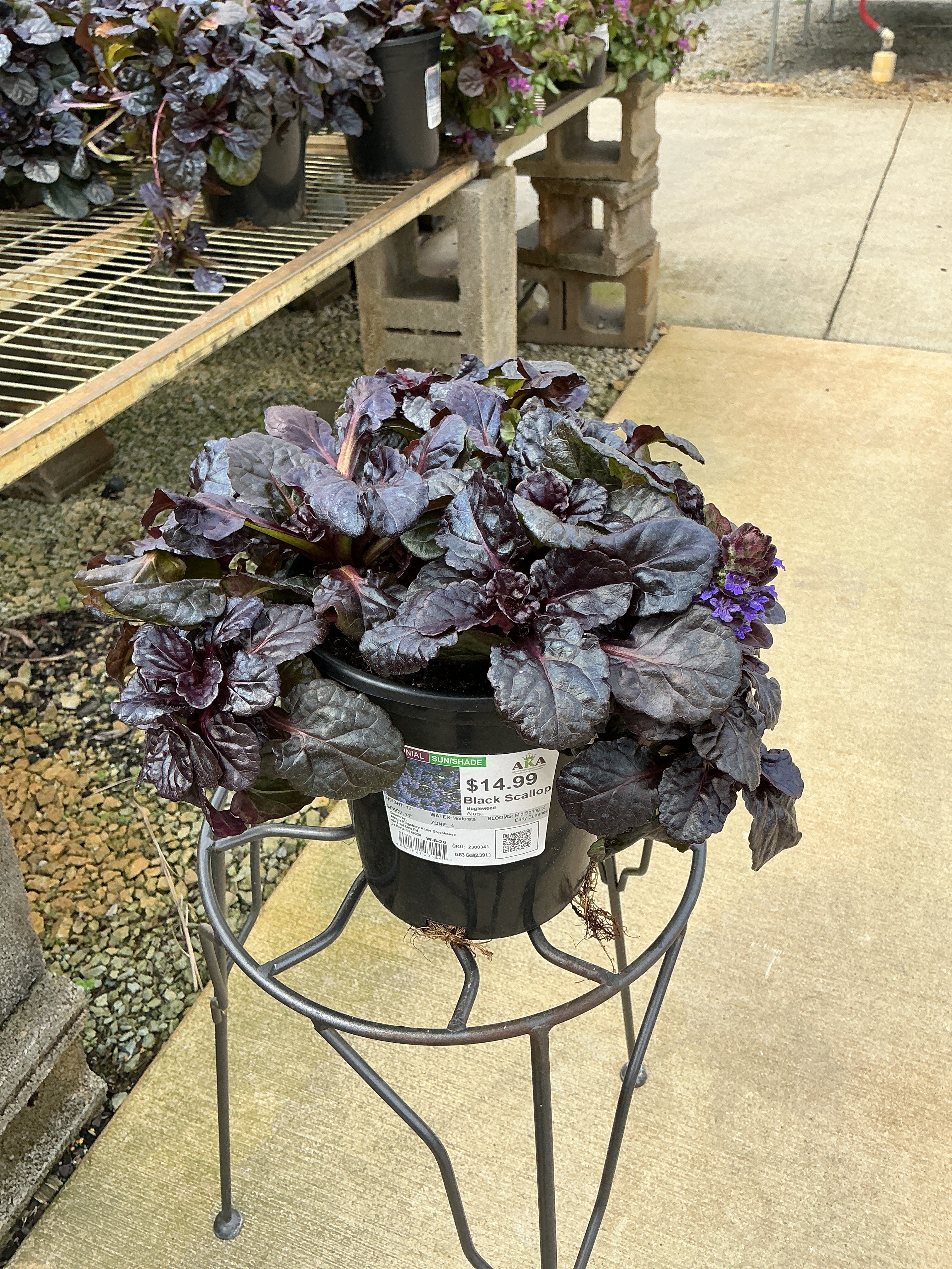 Ajuga Bugleweed Black Scallop - 6" Perennial