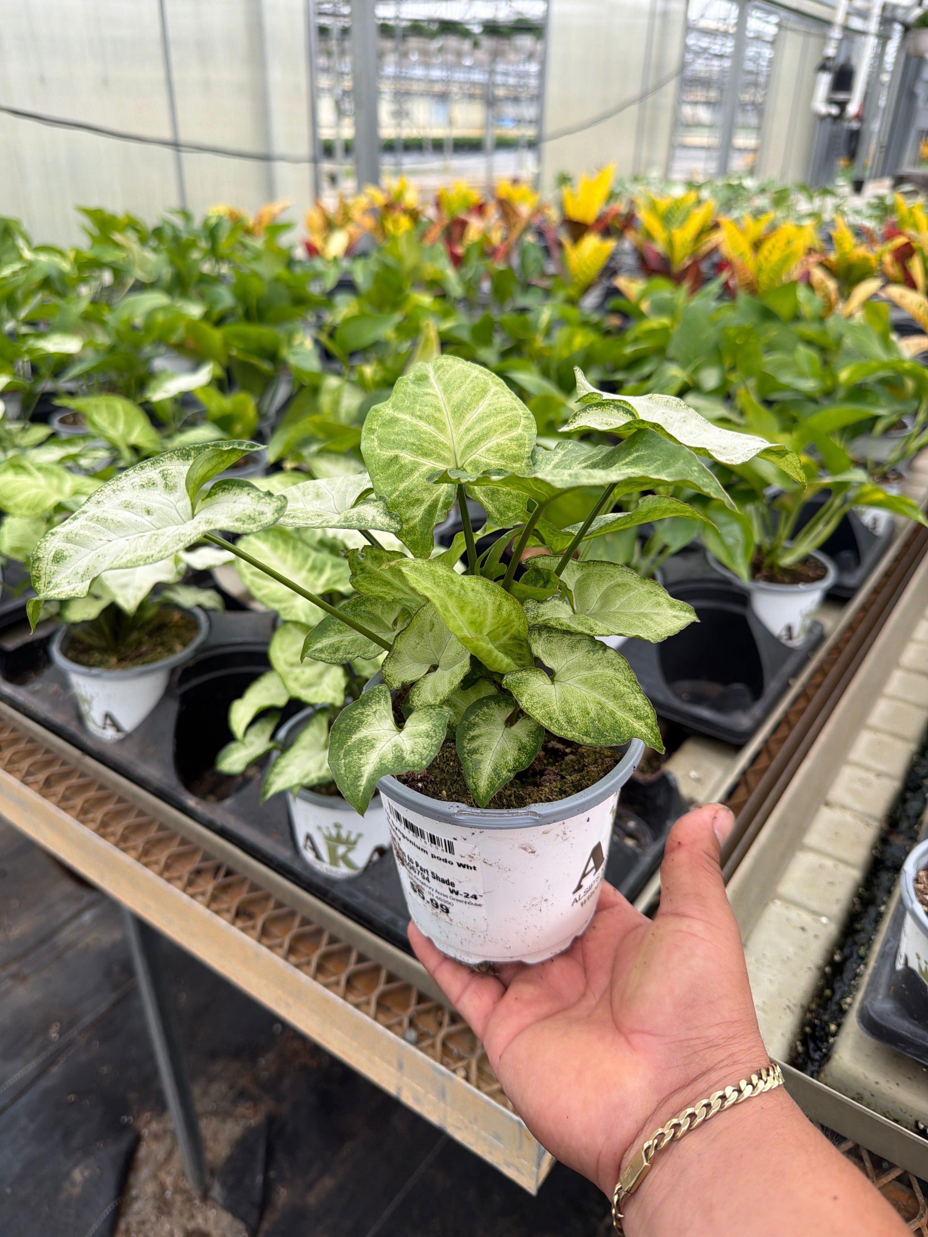 Falling Arrowsβ’ White Butterfly Arrowhead Vine - Syngonium podophyllum - 4" Pot