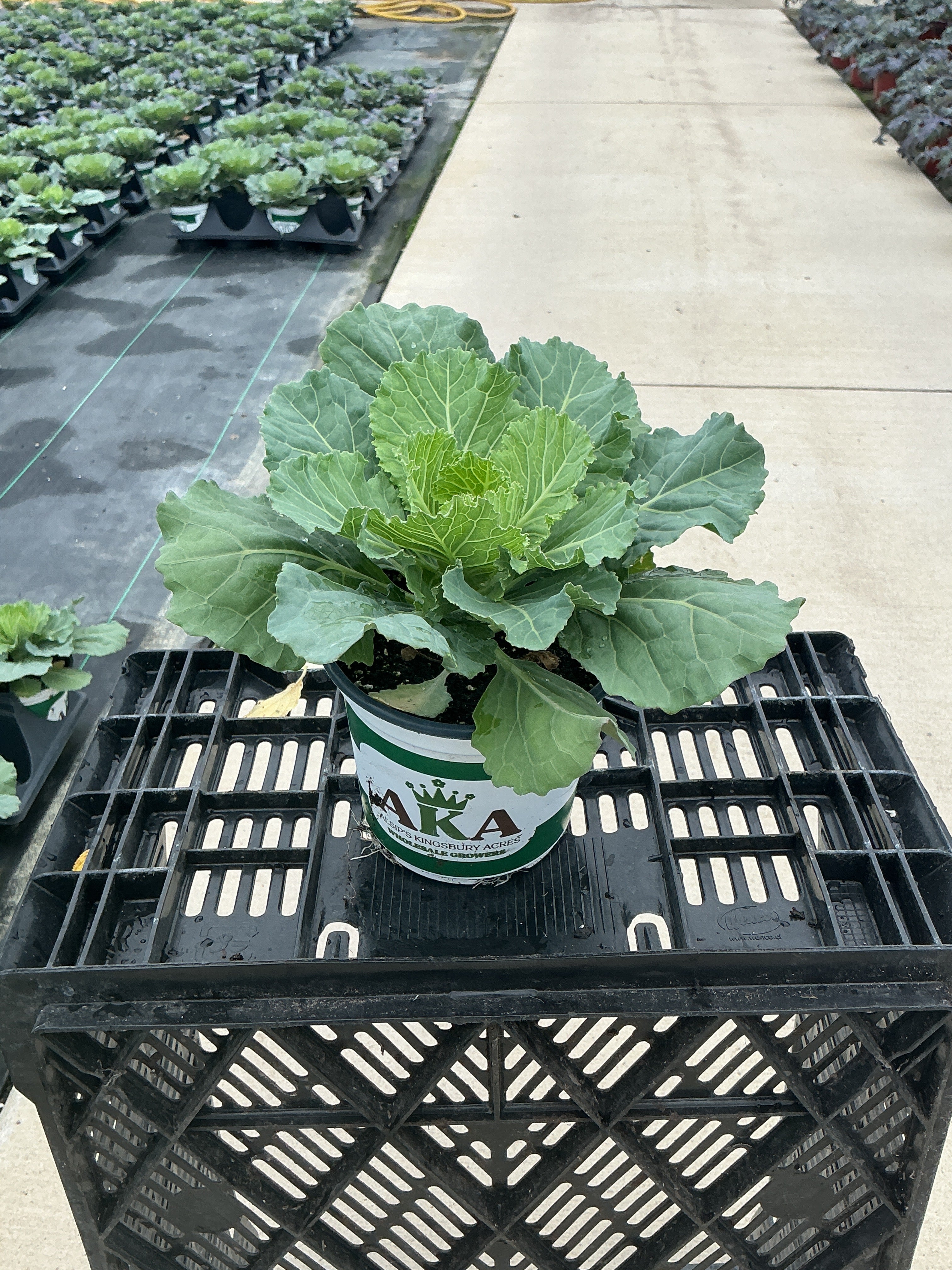 Songbird White Ornamental Kale - 5" Fall Annuals