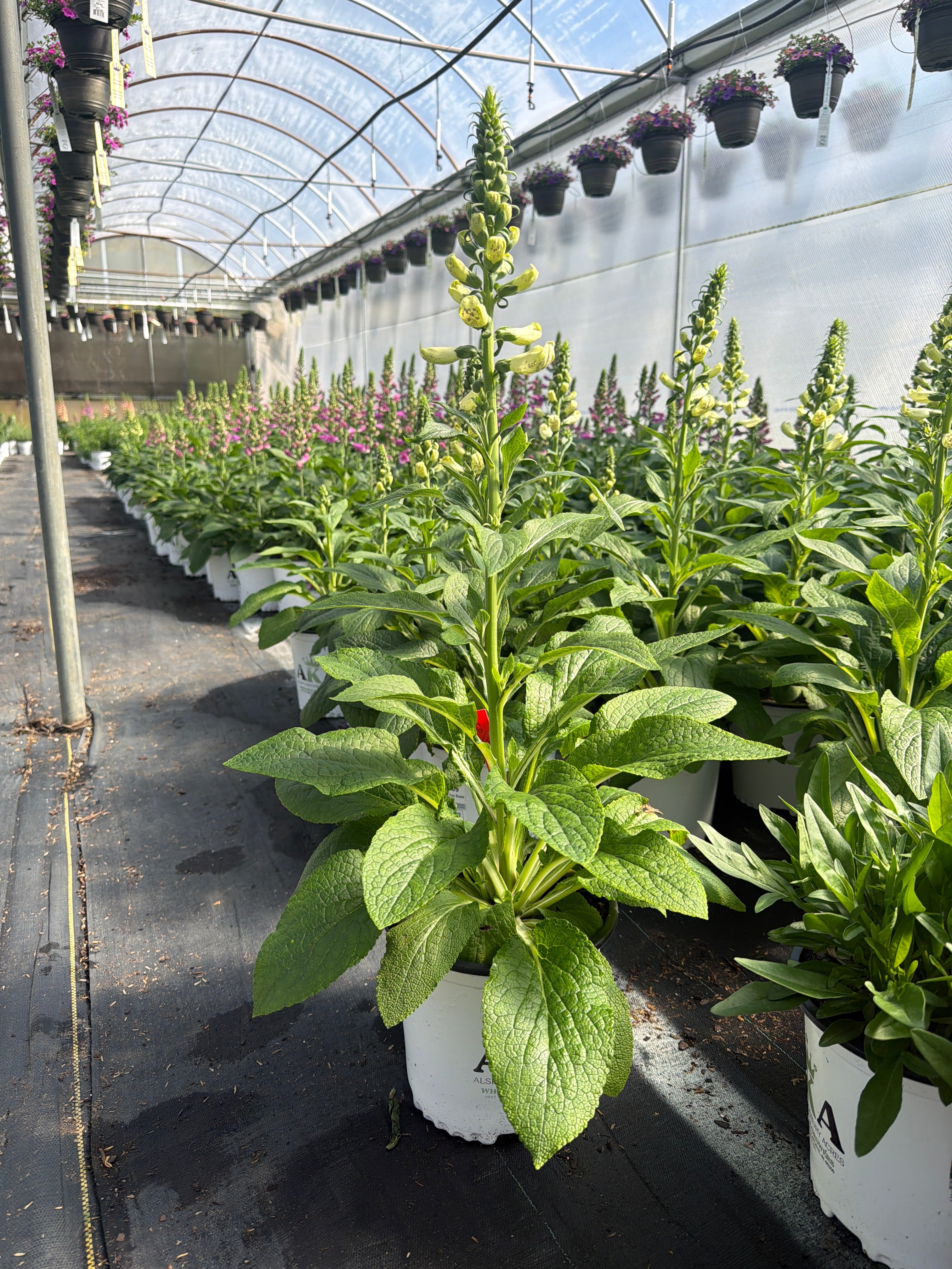 Digitalis Foxglove Dalmatian White