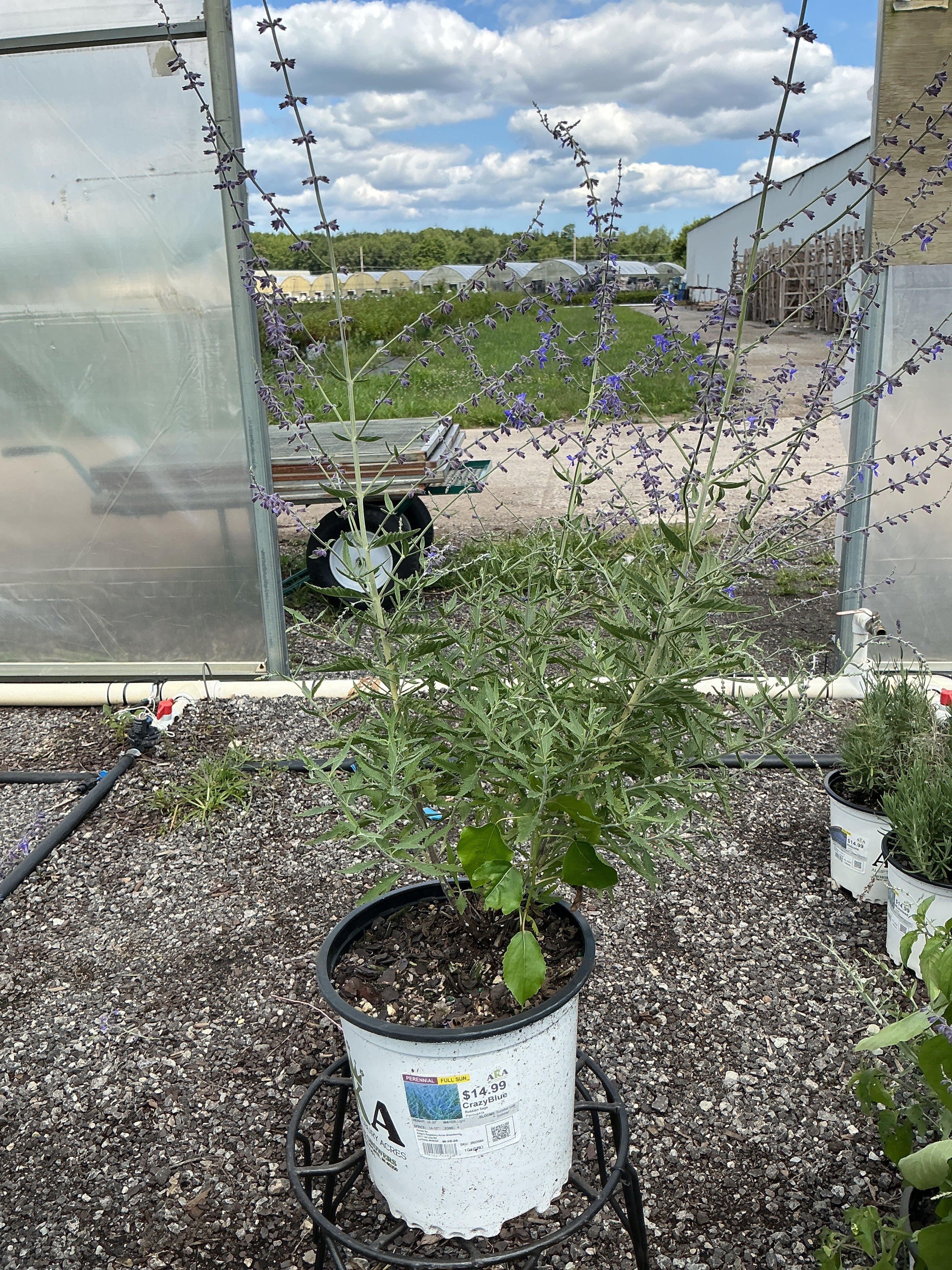 Perovskia Russian Sage Crazy Blue