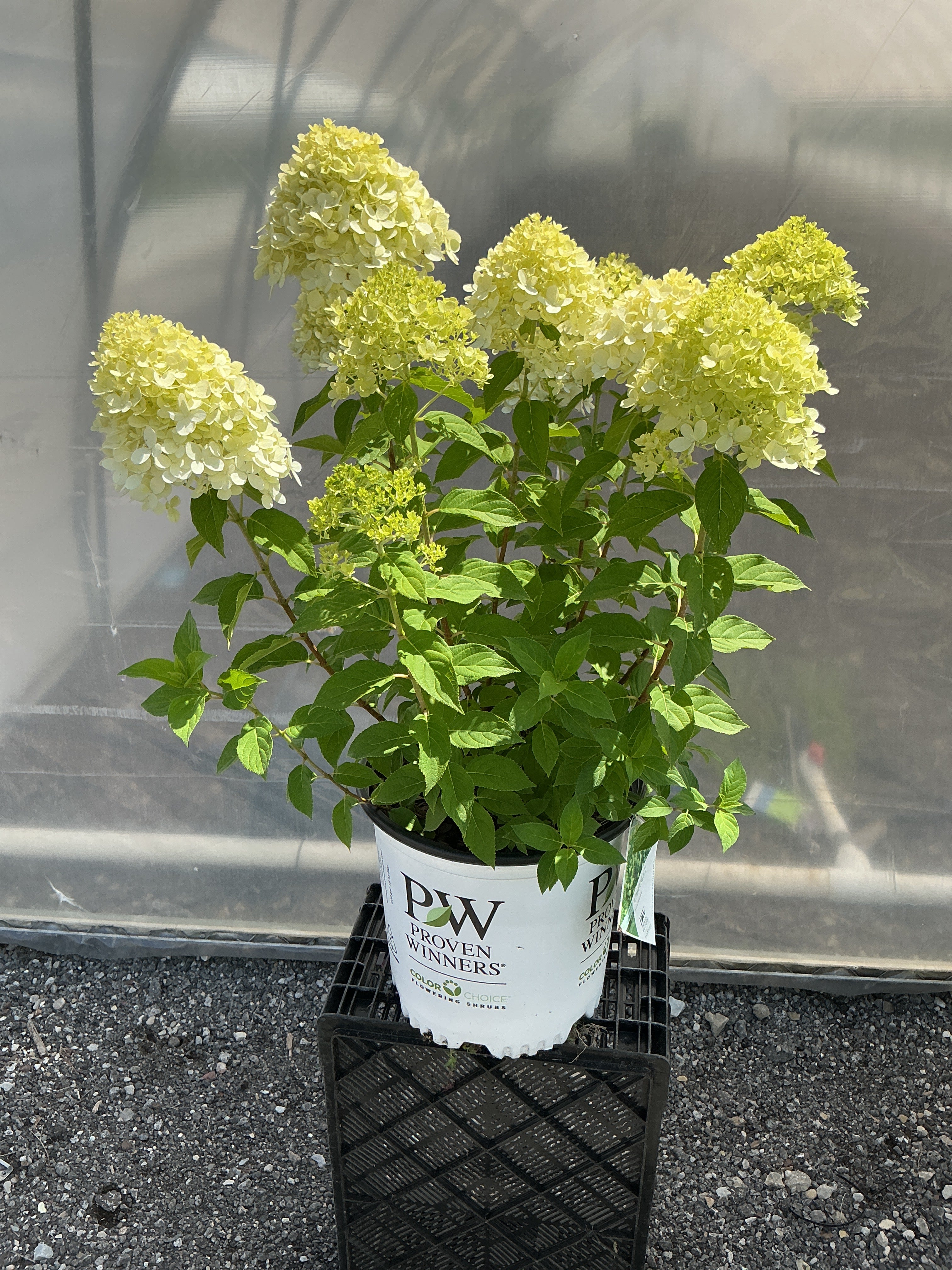 Hydrangea Limelight