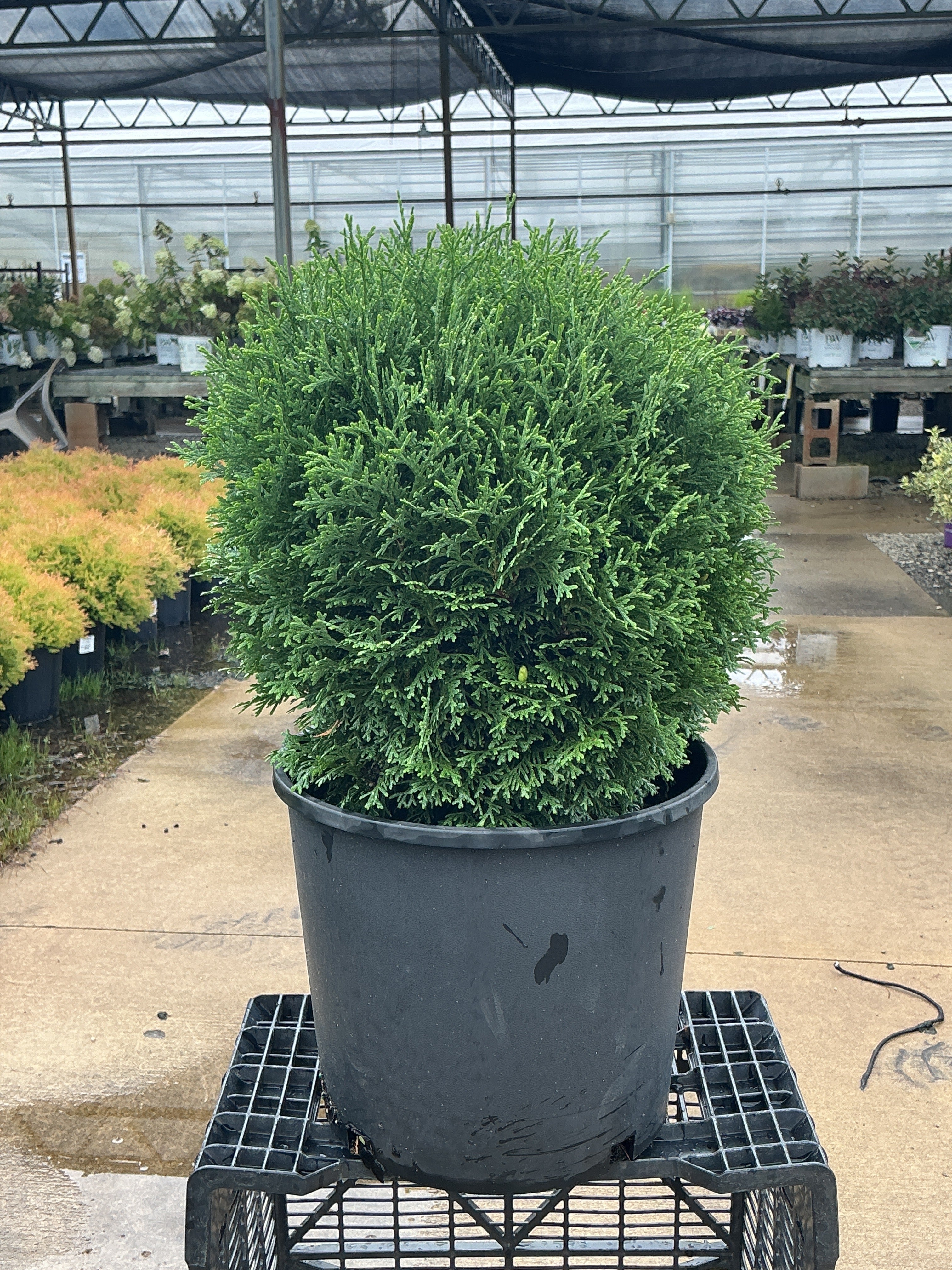 Thuja Hetz Midget