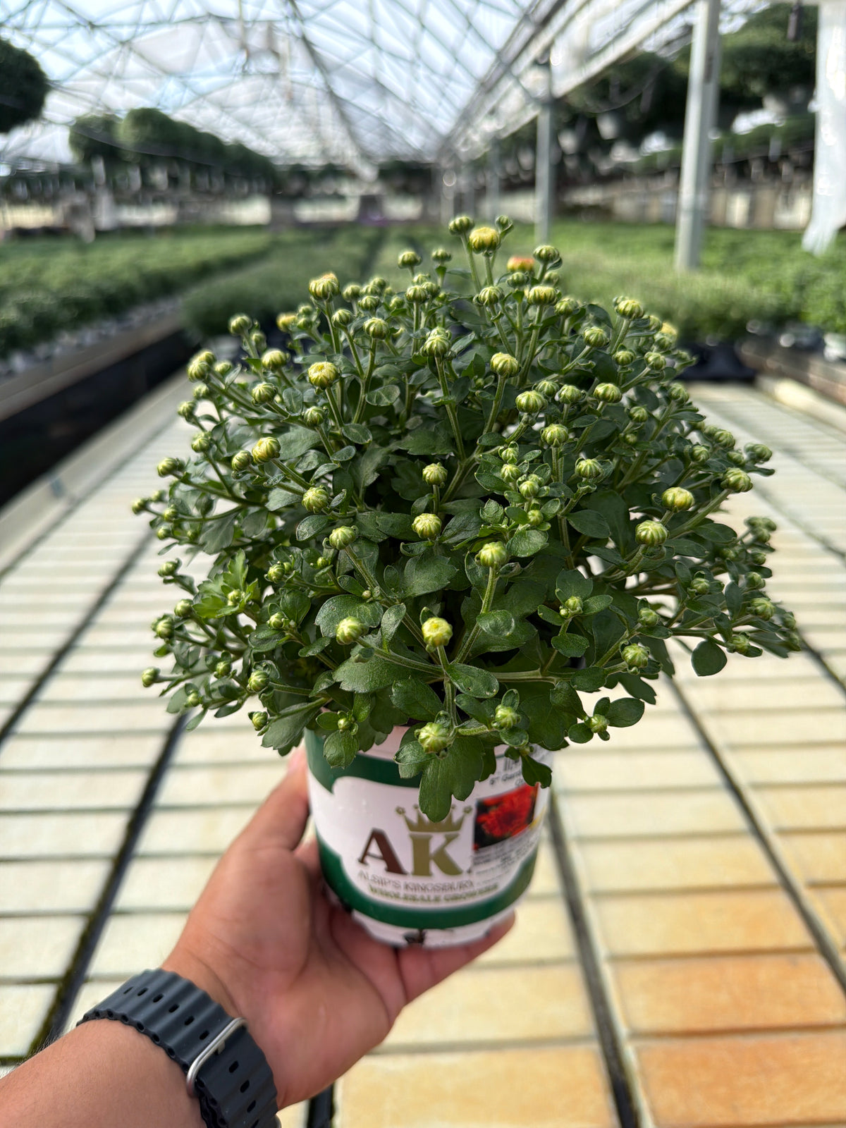 Gigi Orange - 5" Potted Garden Mum