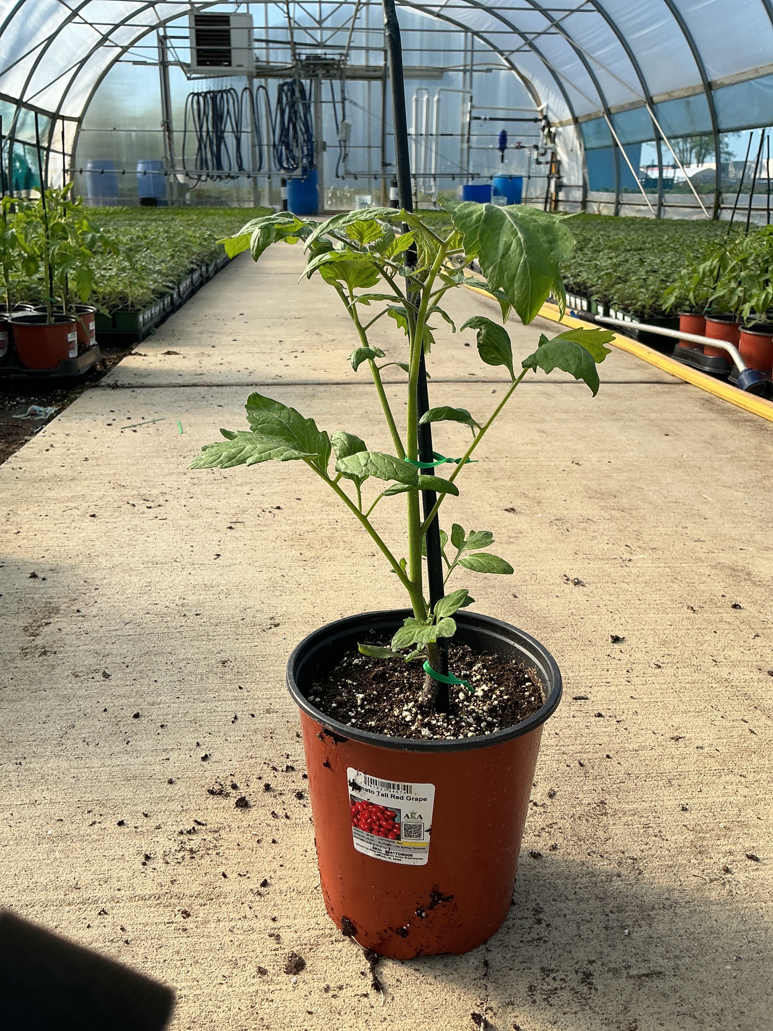 Tomato TALL Red Grape - 6.3" Staked Vegetables
