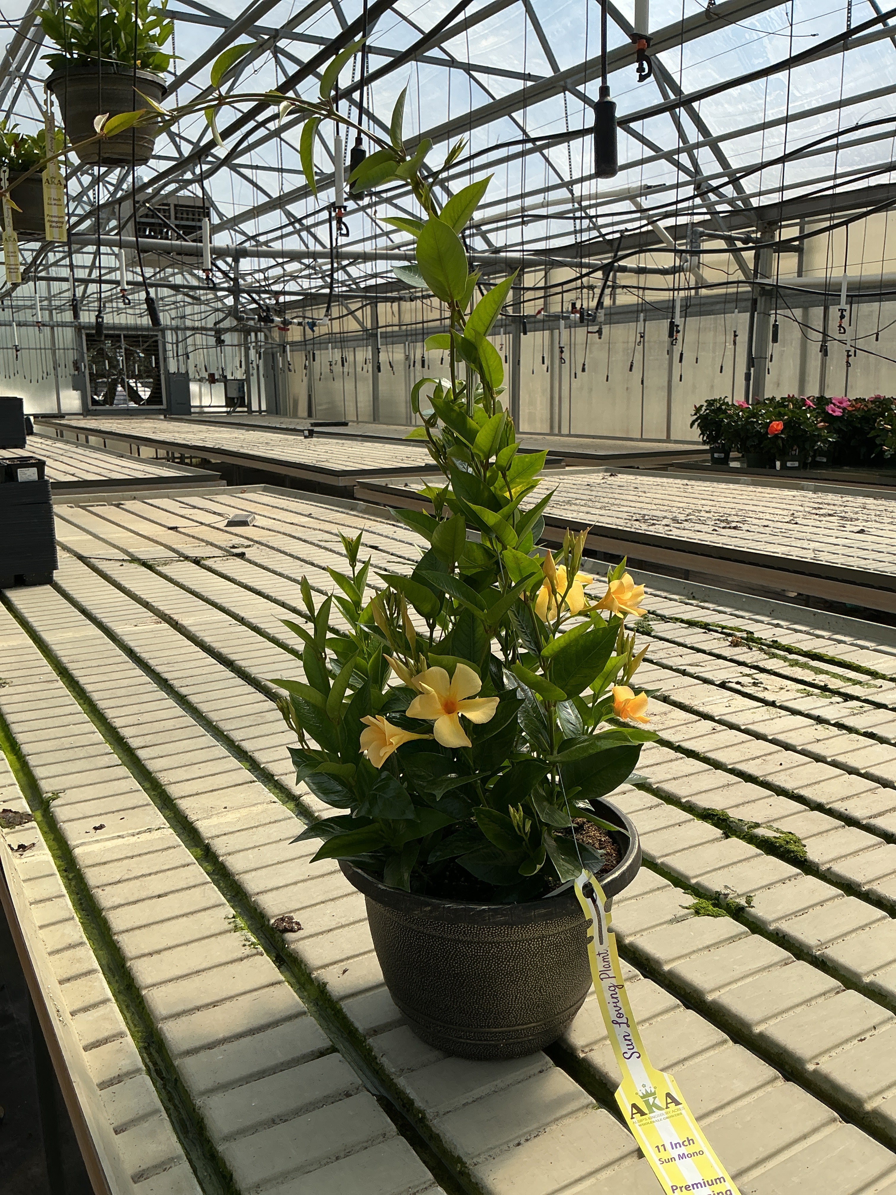 Mandevilla Dipladenia Sun Parasol OG XP Sunbeam - 11" Hanging Basket